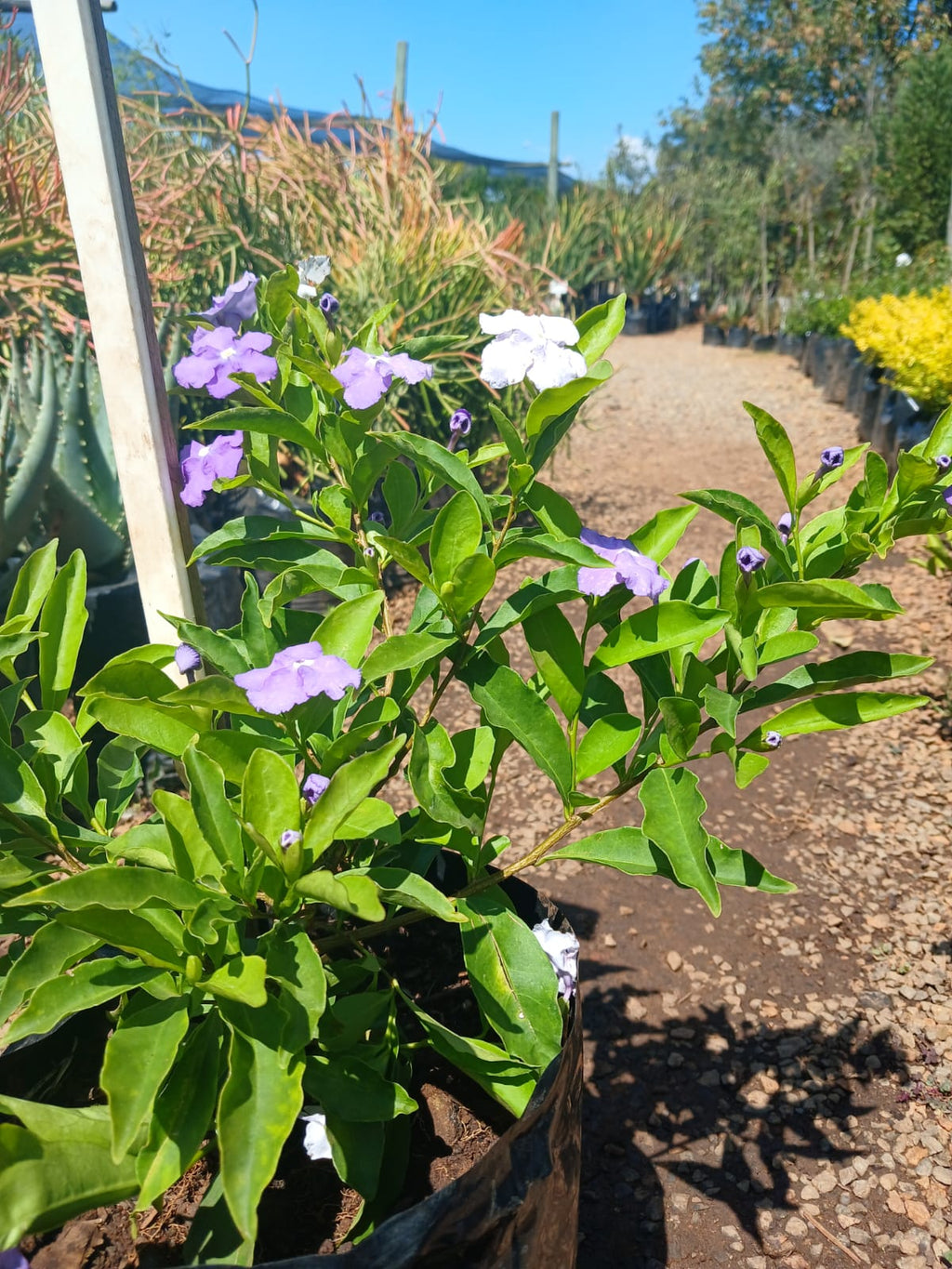 Brunfelsia Grandiflora - Yesterday-Today-Tomorrow 10L