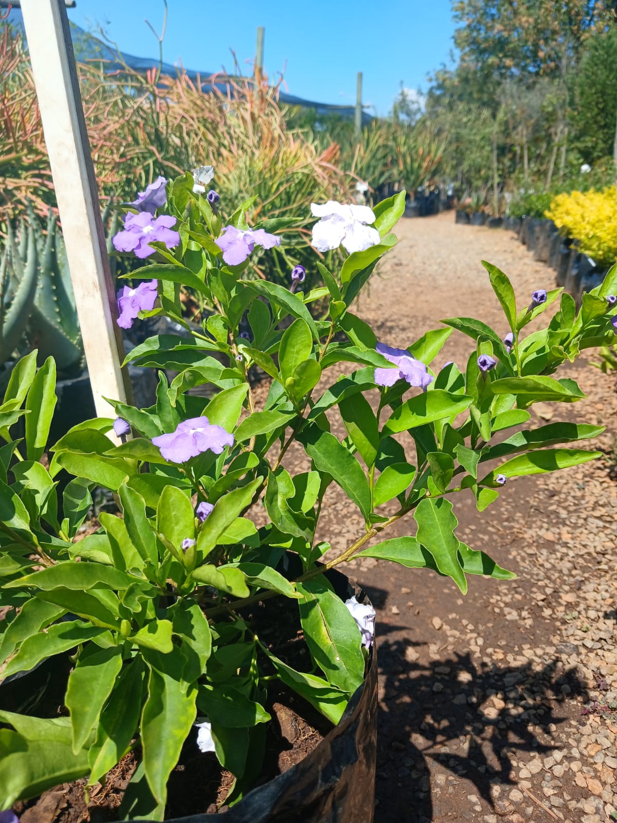 Brunfelsia Grandiflora - Yesterday-Today-Tomorrow 10L