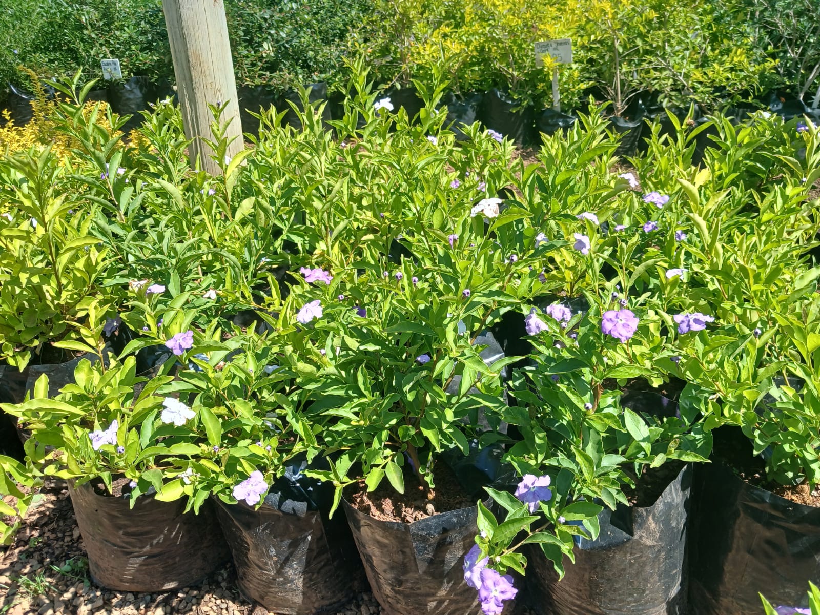 Brunfelsia Grandiflora - Yesterday-Today-Tomorrow 10L