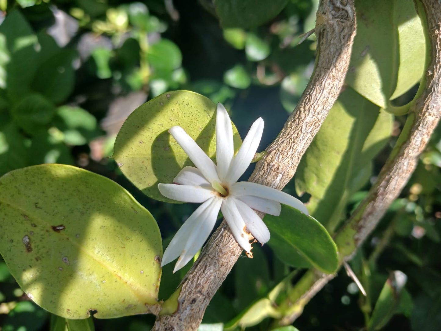 Jasminum Stenolobum 10L