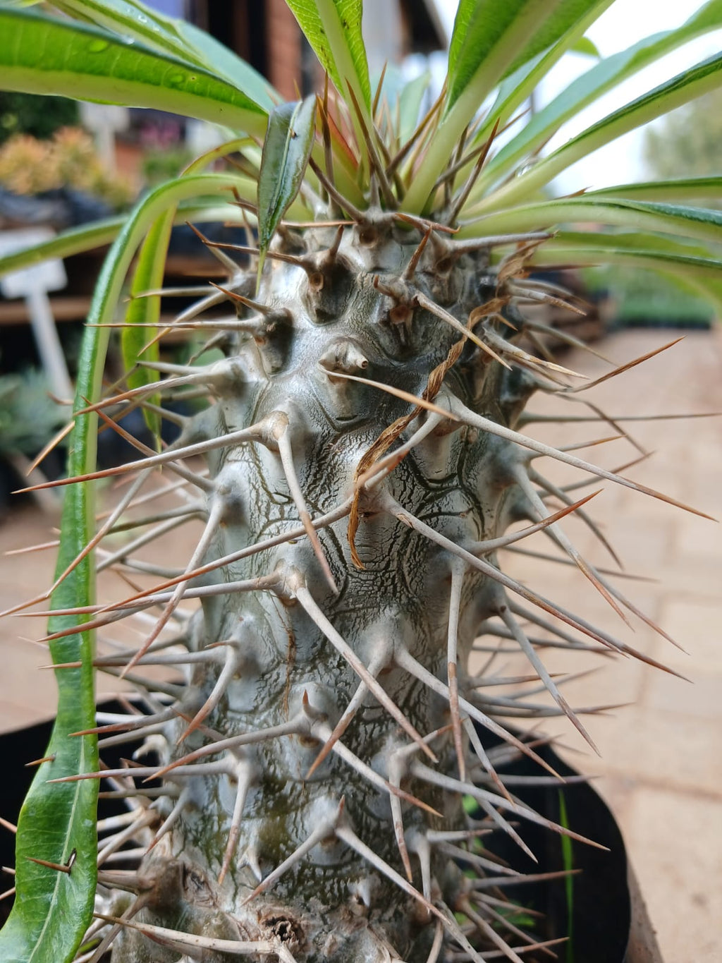 Pachypodium Lamerei - Halfmens 10L