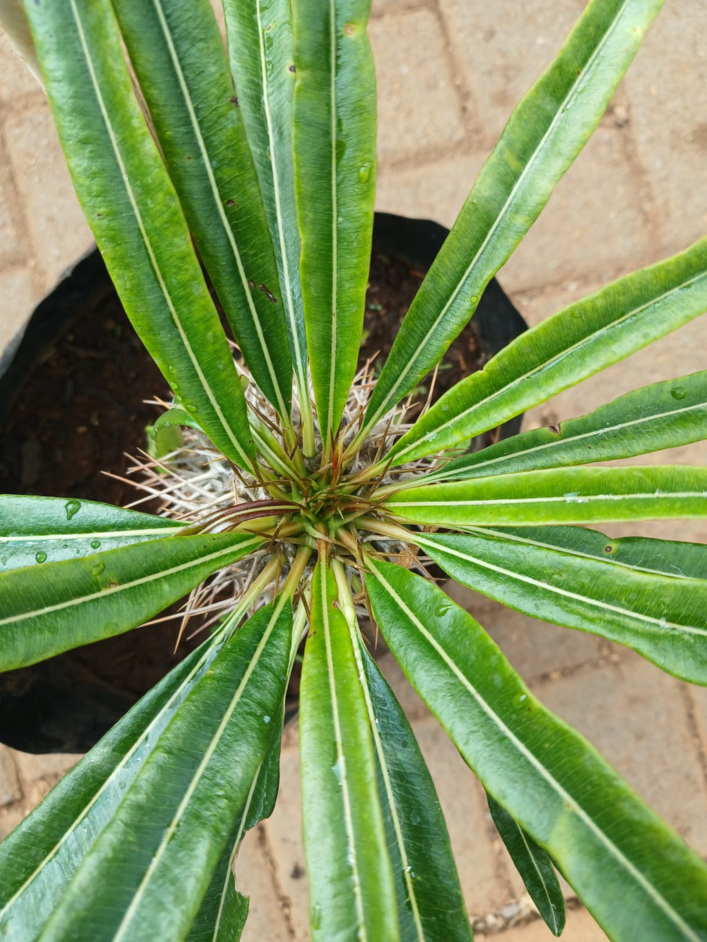 Pachypodium Lamerei - Halfmens 10L