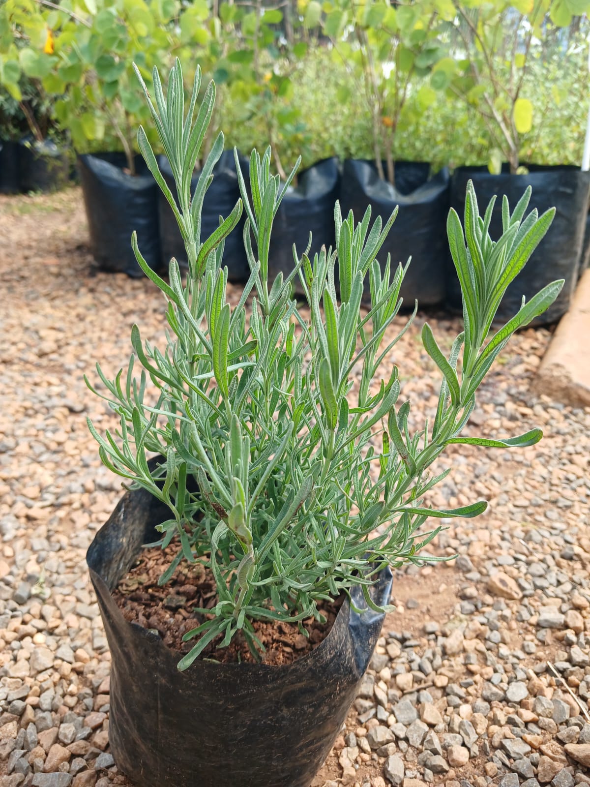 Lavender Stoecha Purple 2.5L