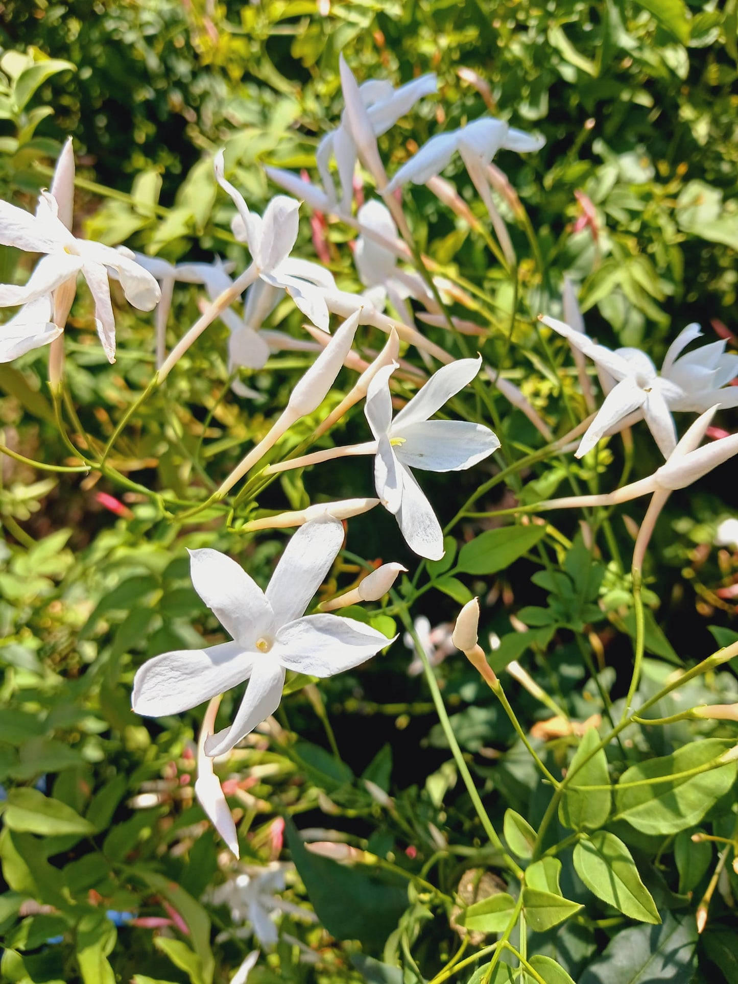 Jasminum Polyanthum 10L