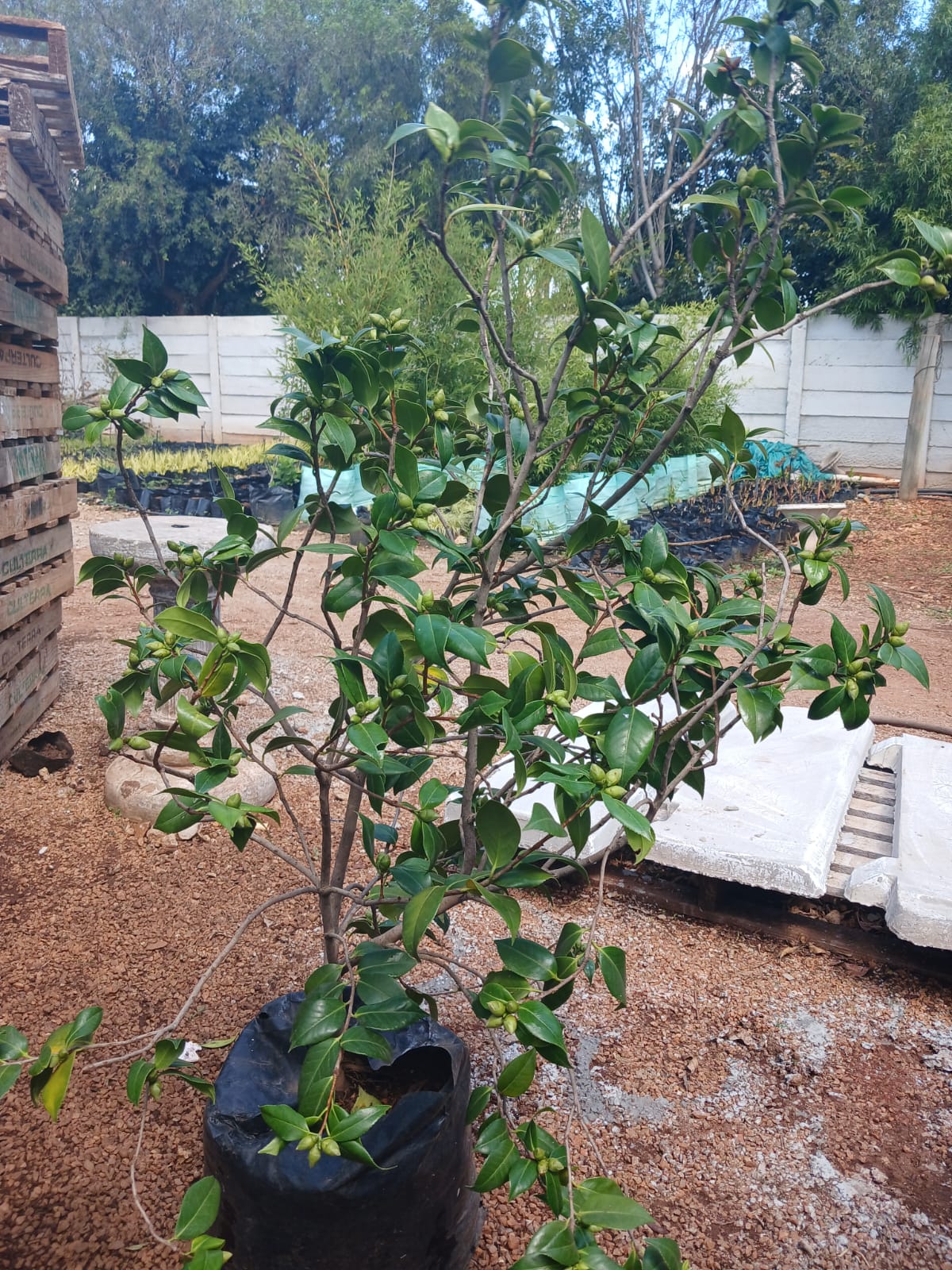 Camellia Japonica - Winter Rose 40L