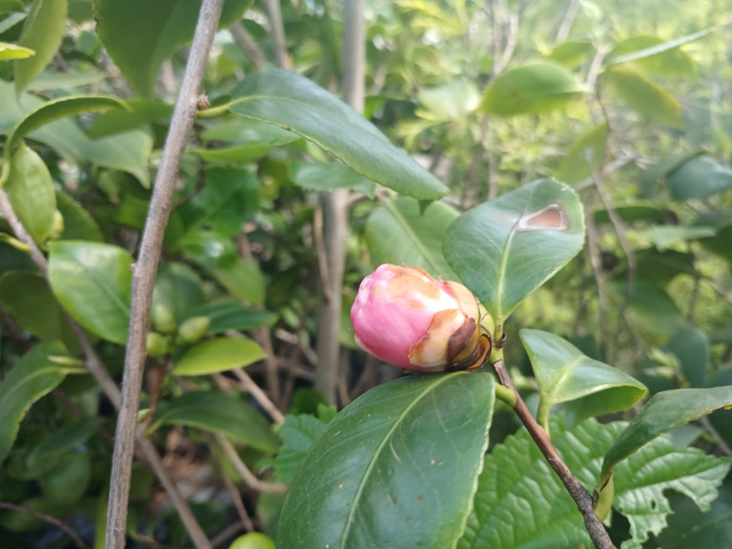 Camellia Japonica - Winter Rose 40L