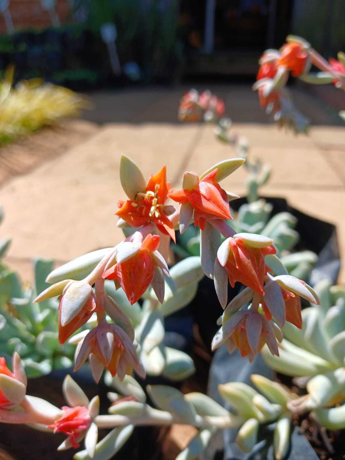 Echeveria Runyonii - Topsy Turvy 2,5L