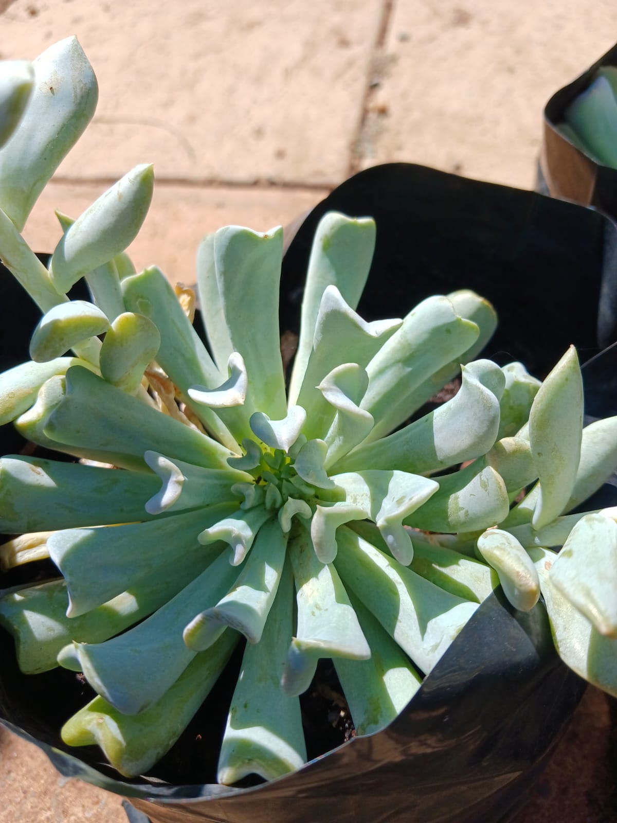 Echeveria Runyonii - Topsy Turvy 2,5L