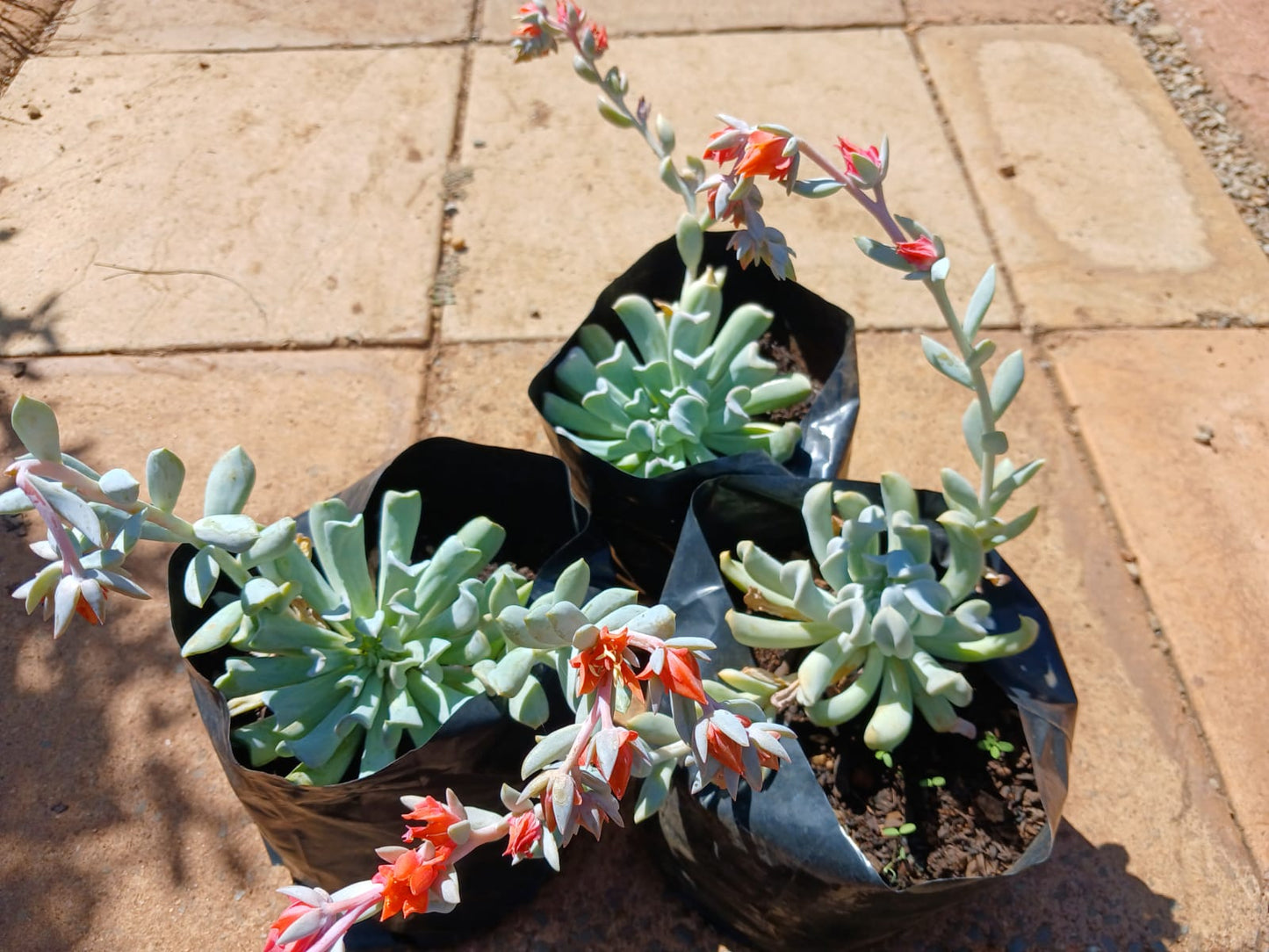 Echeveria Runyonii - Topsy Turvy 2,5L