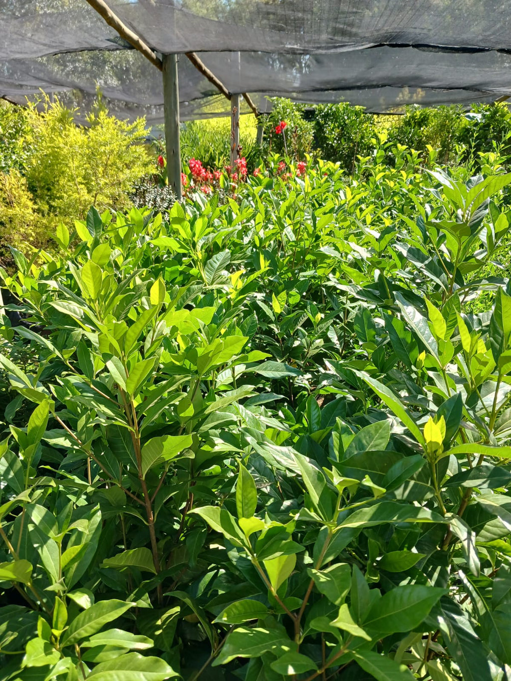 Gardenia Belmont 10L