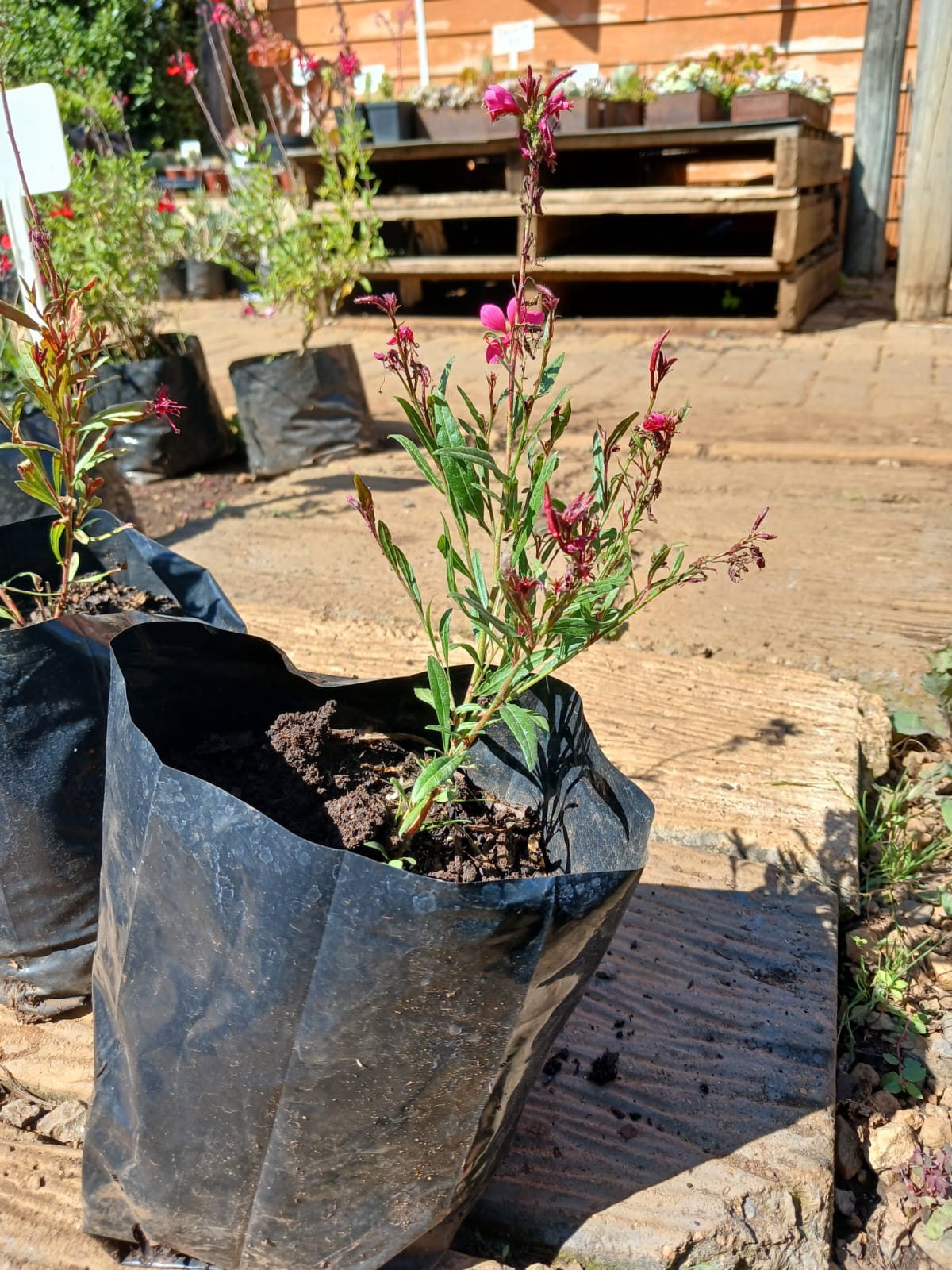 Gaura Dark Pink 2,5L