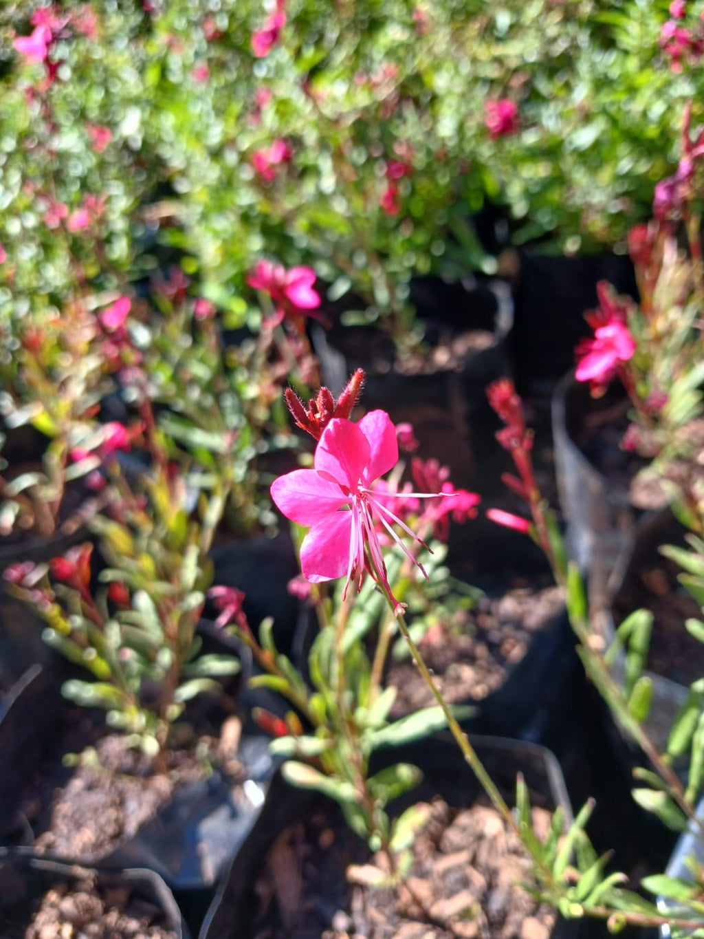 Gaura Dark Pink 2,5L