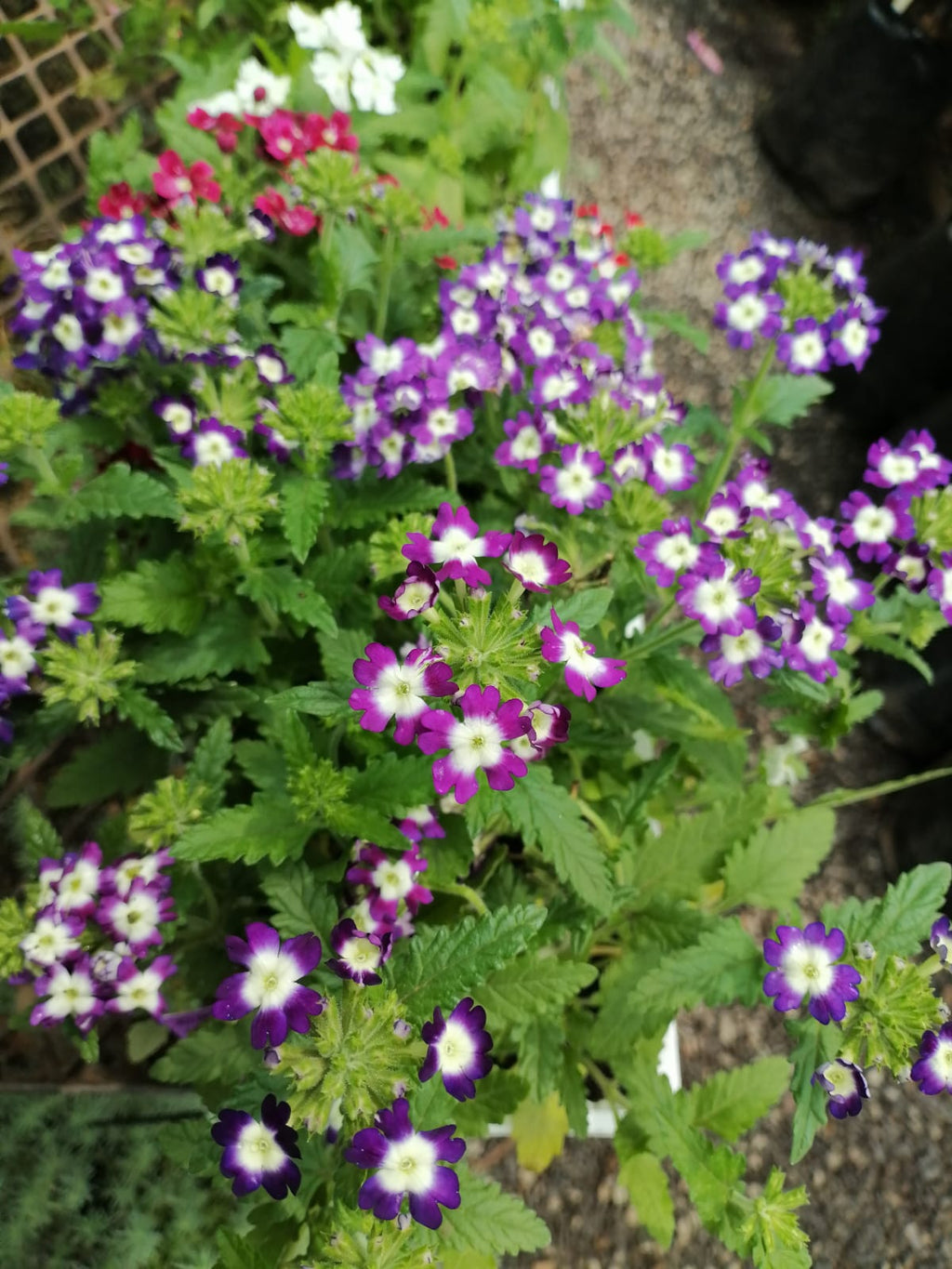 Verbena
