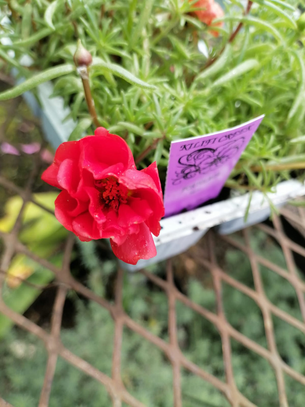 Portulaca
