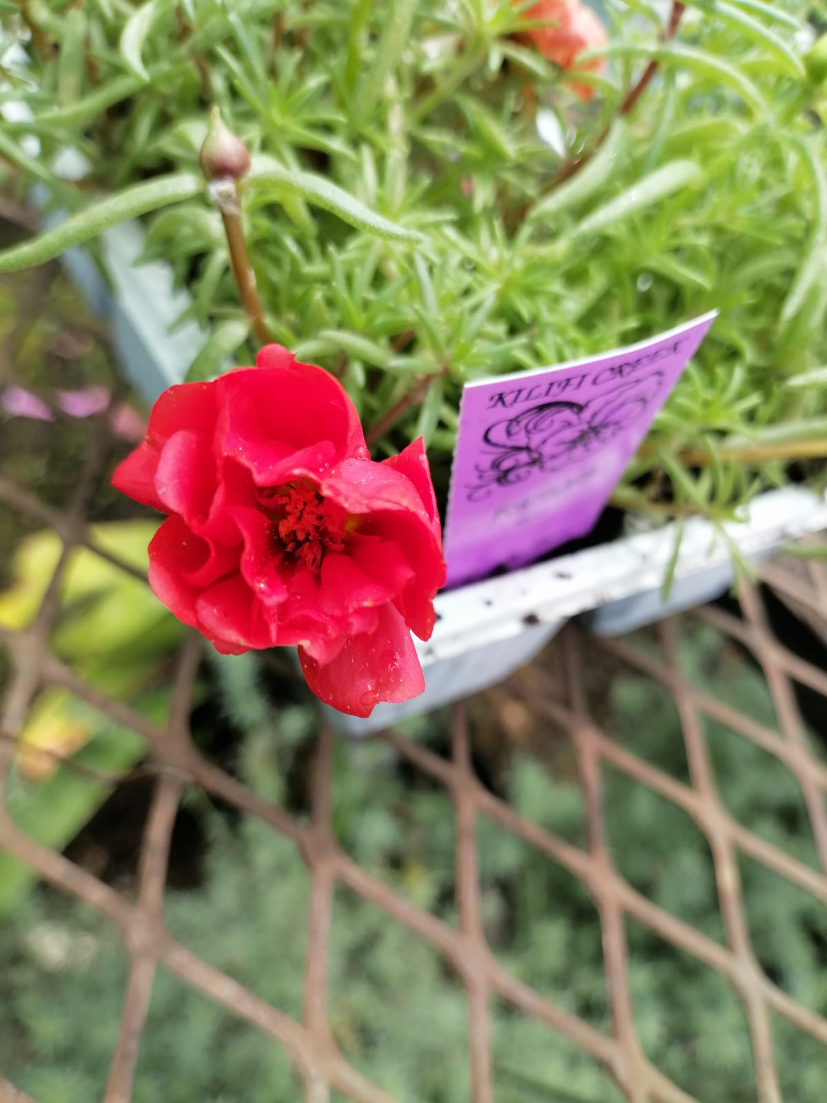 Portulaca