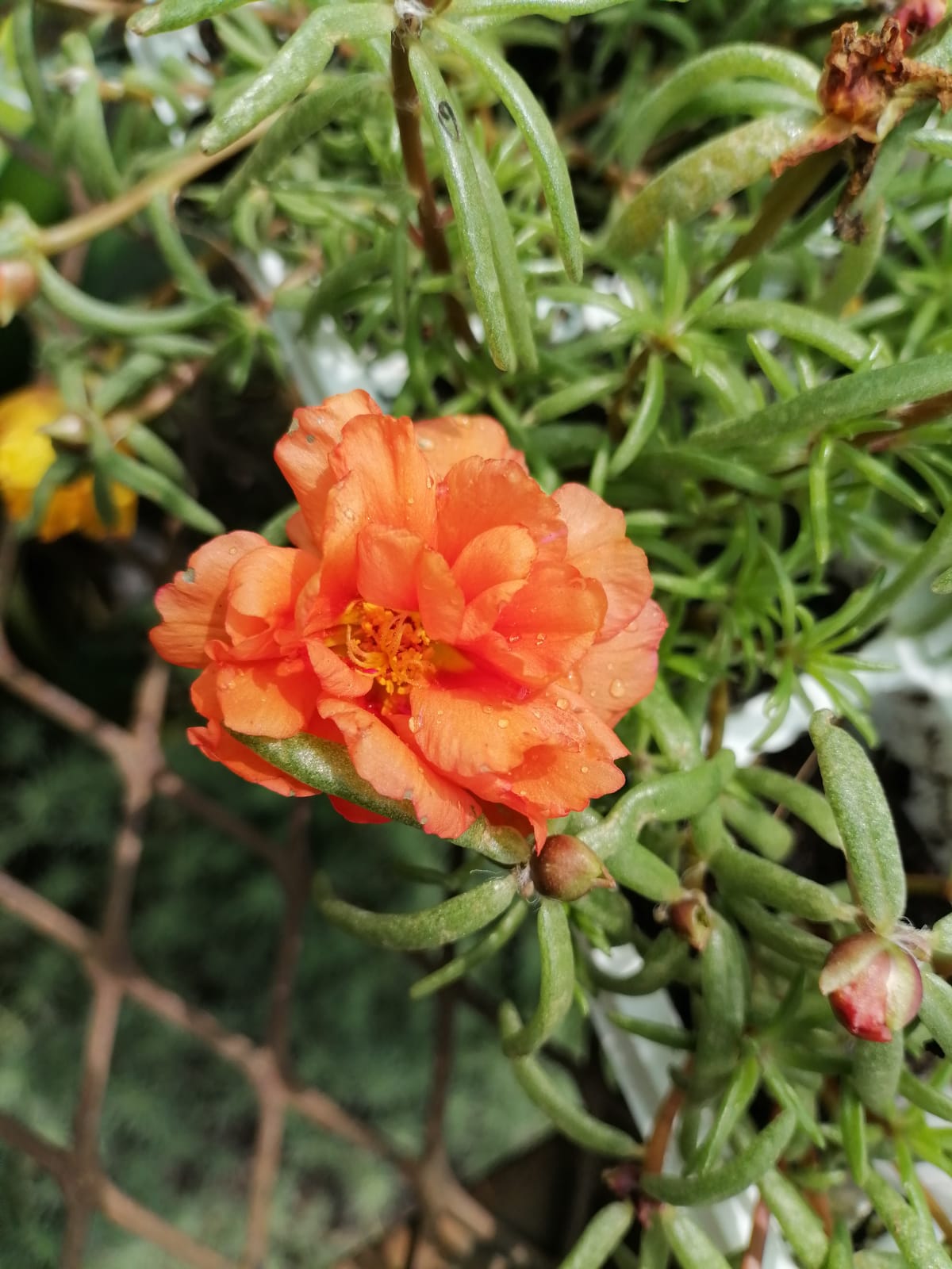 Portulaca