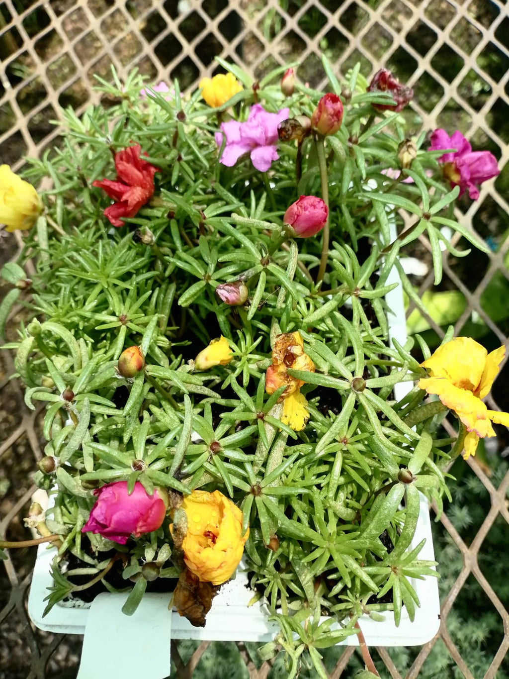 Portulaca