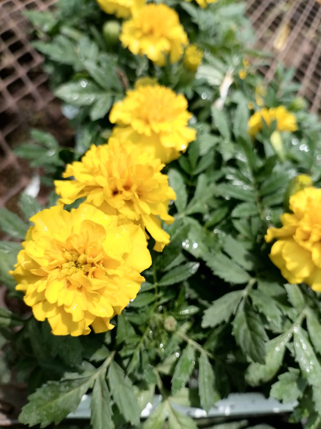 Marigolds