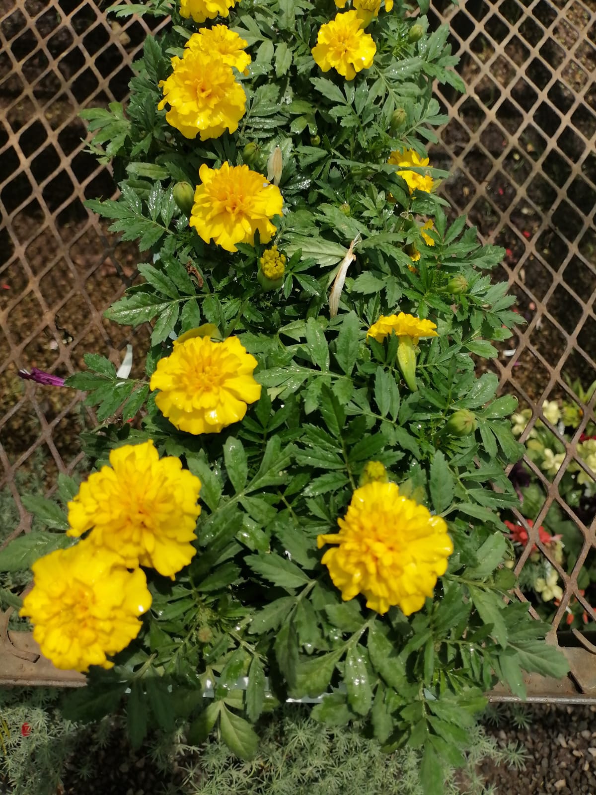 Marigolds