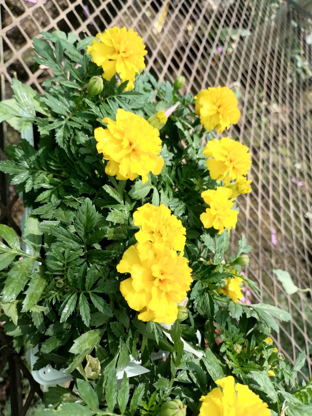 Marigolds