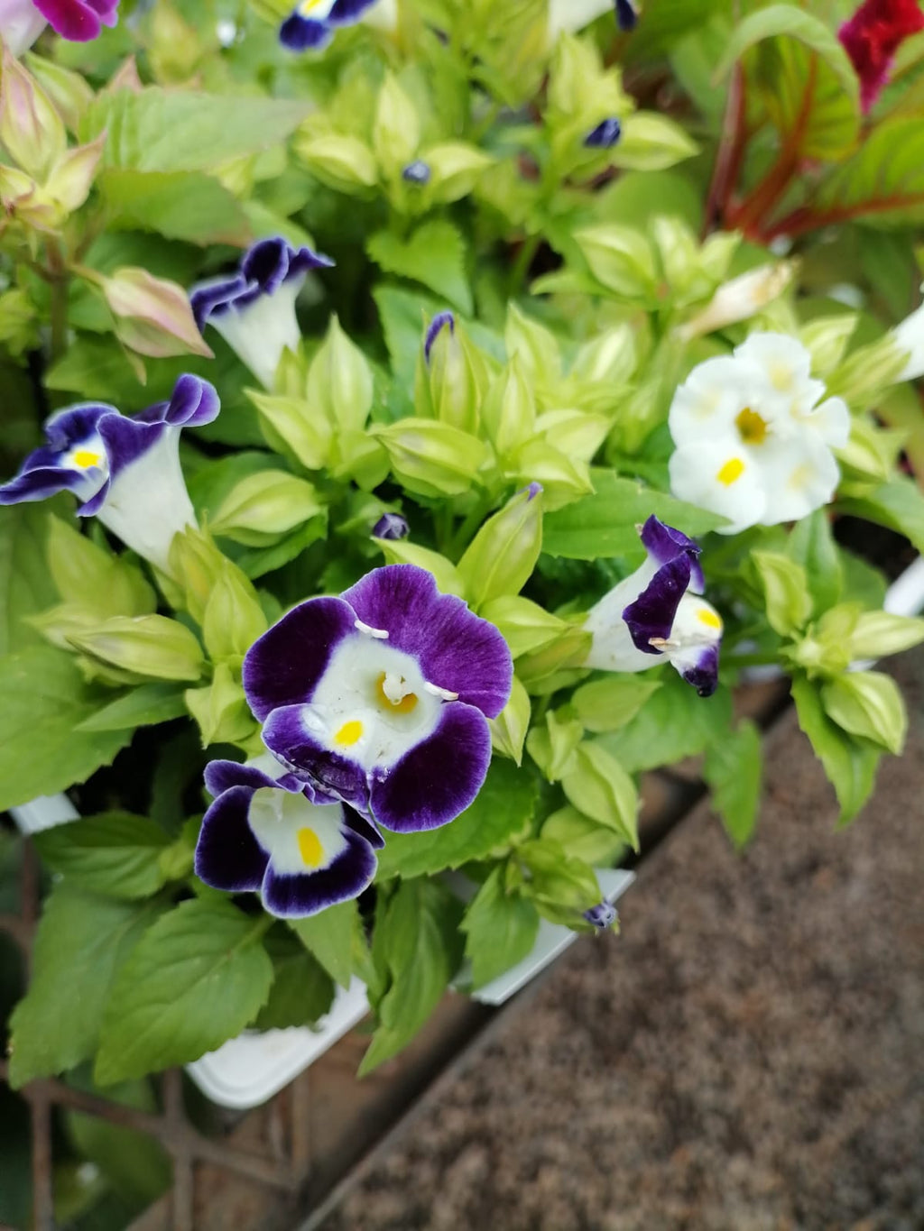 Torenia