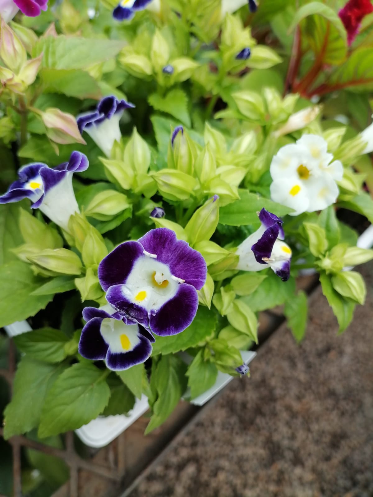 Torenia