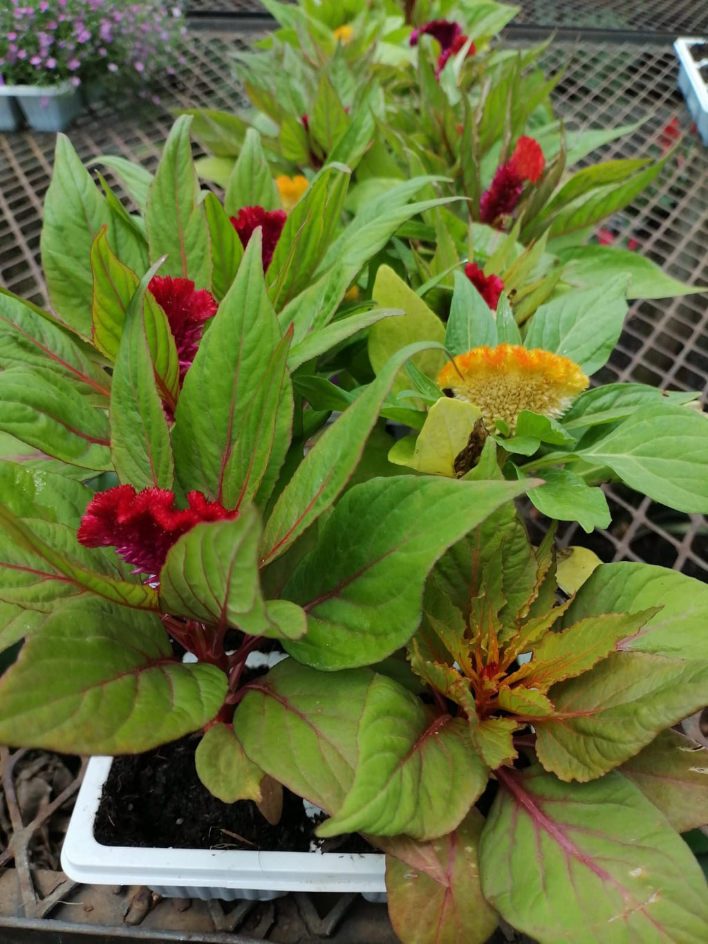Celosia