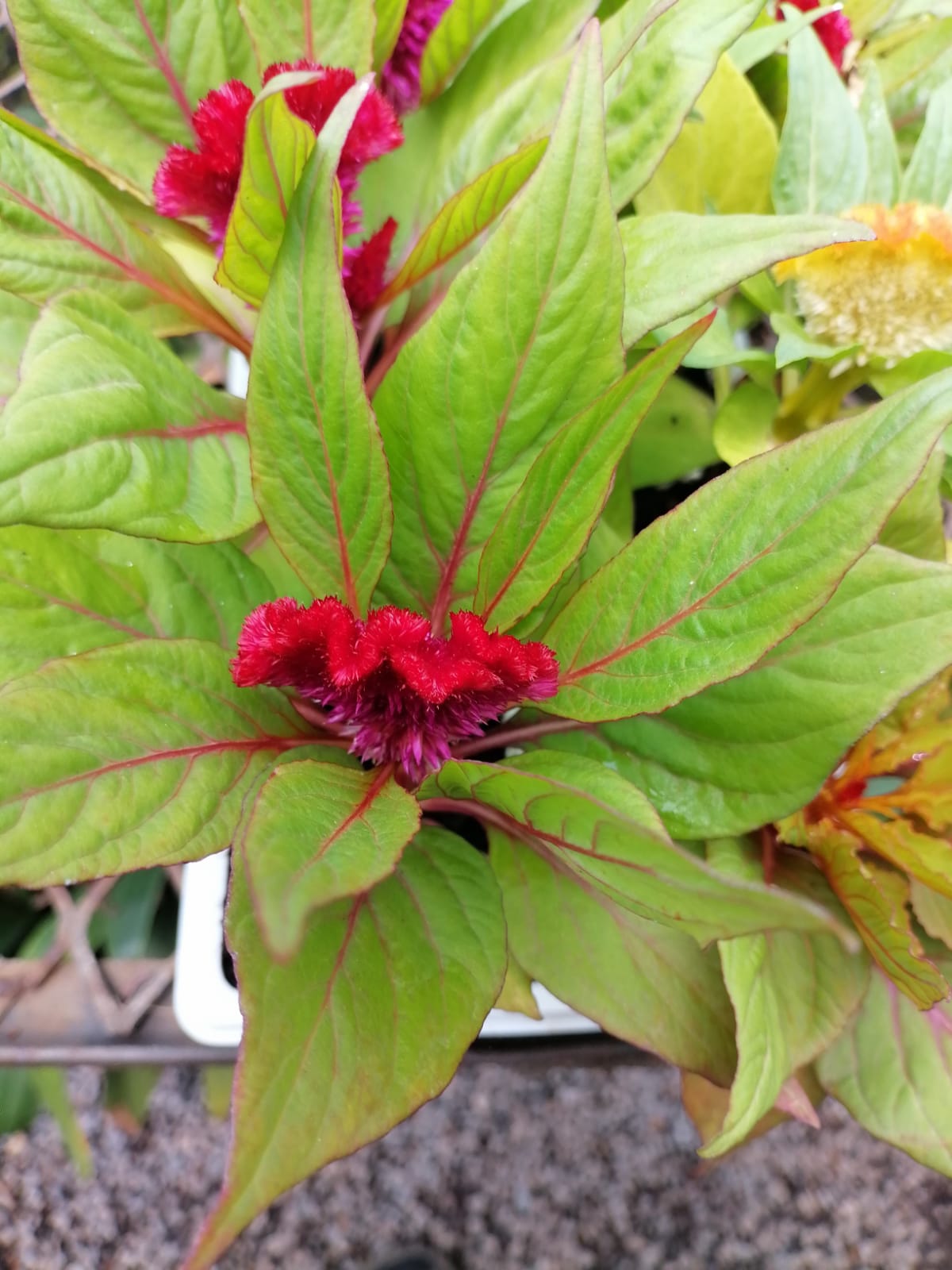 Celosia
