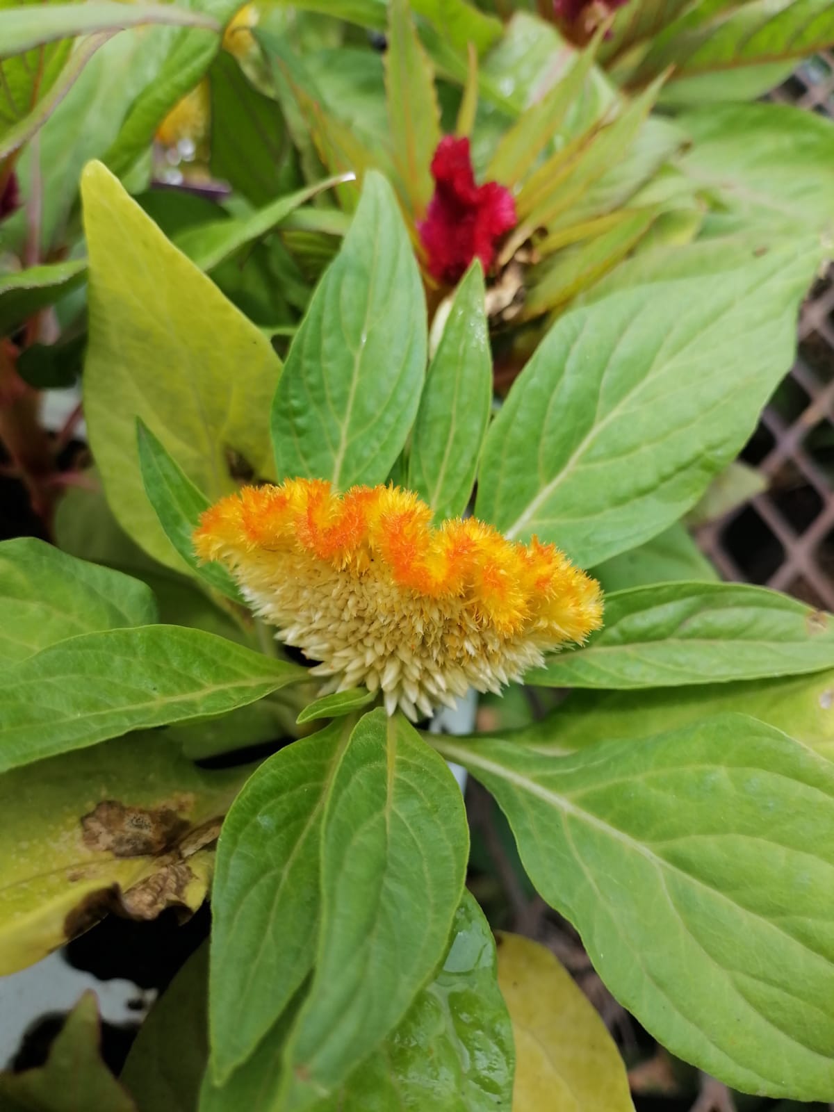 Celosia