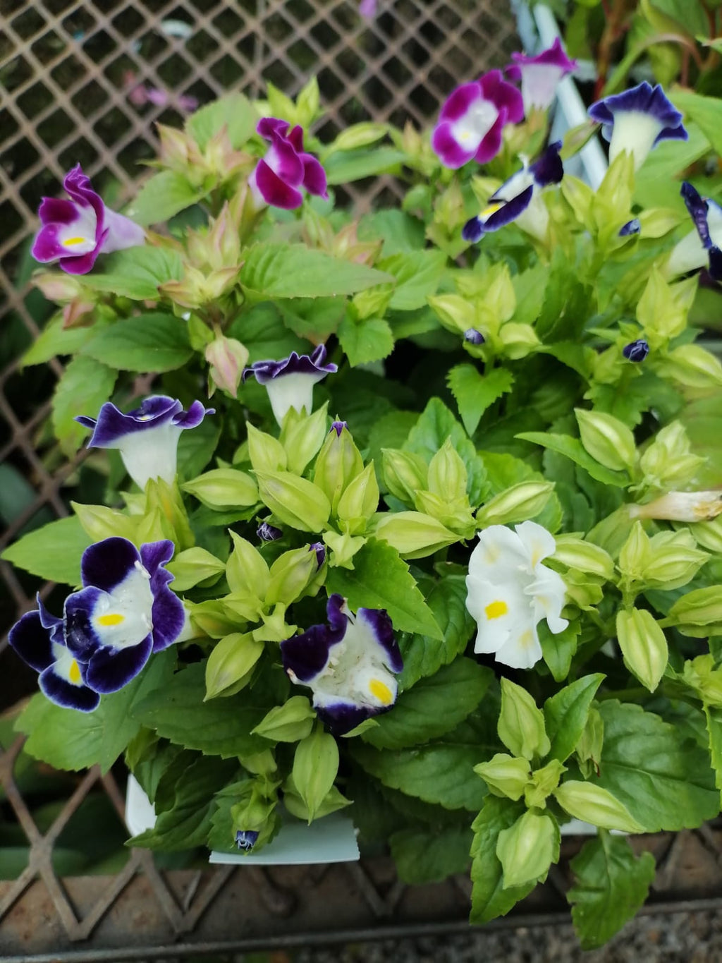Torenia