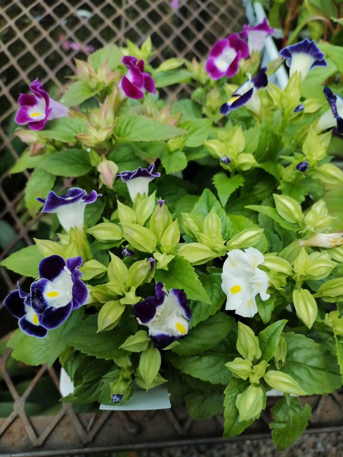 Torenia