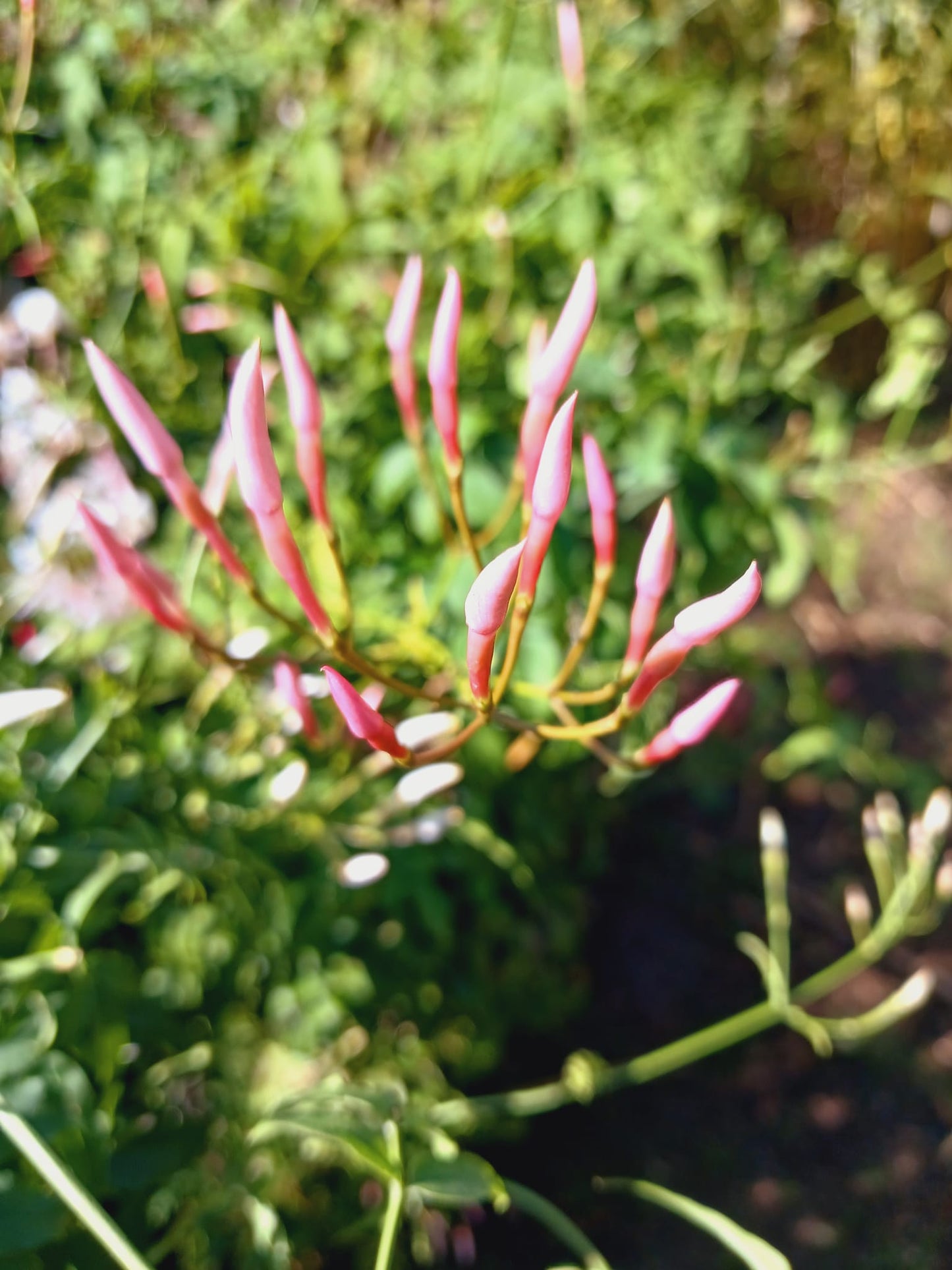 Jasminum Polyanthum 10L