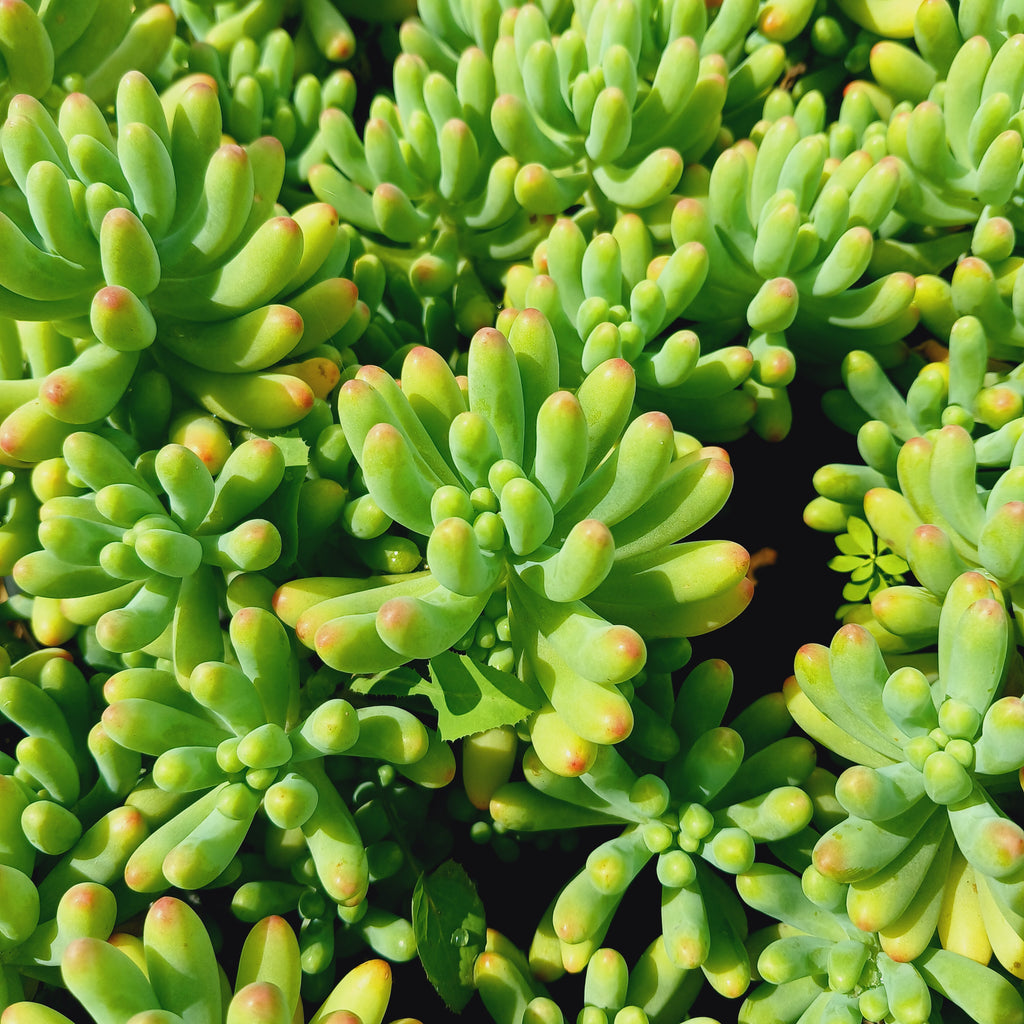 Sedum pachyphyllum 'Many Fingers' Blue 3L