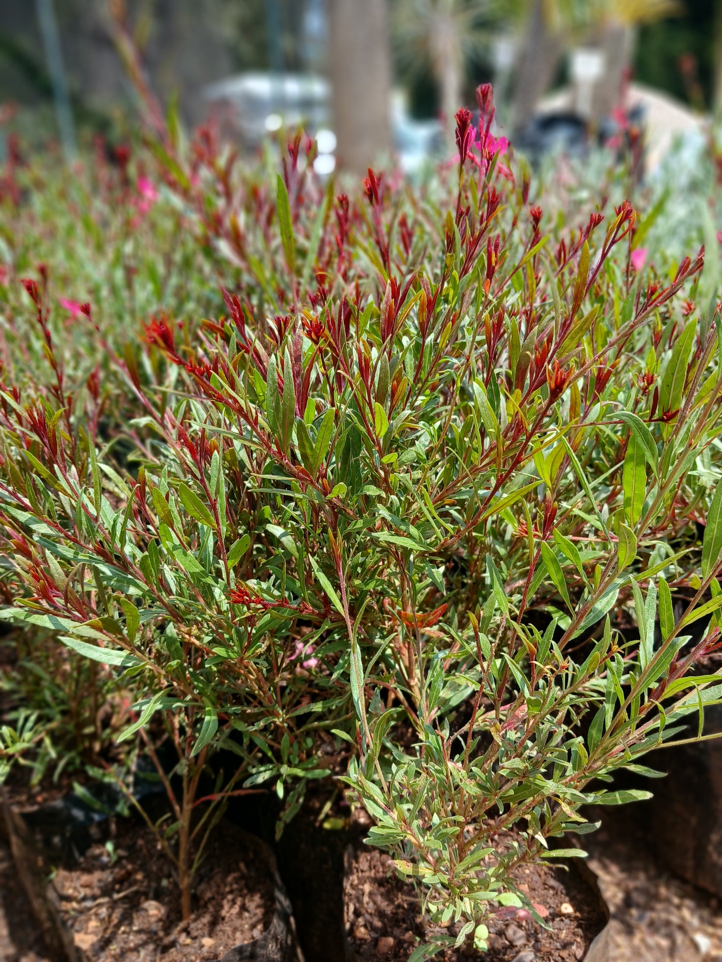 Gaura Dark Pink 2,5L