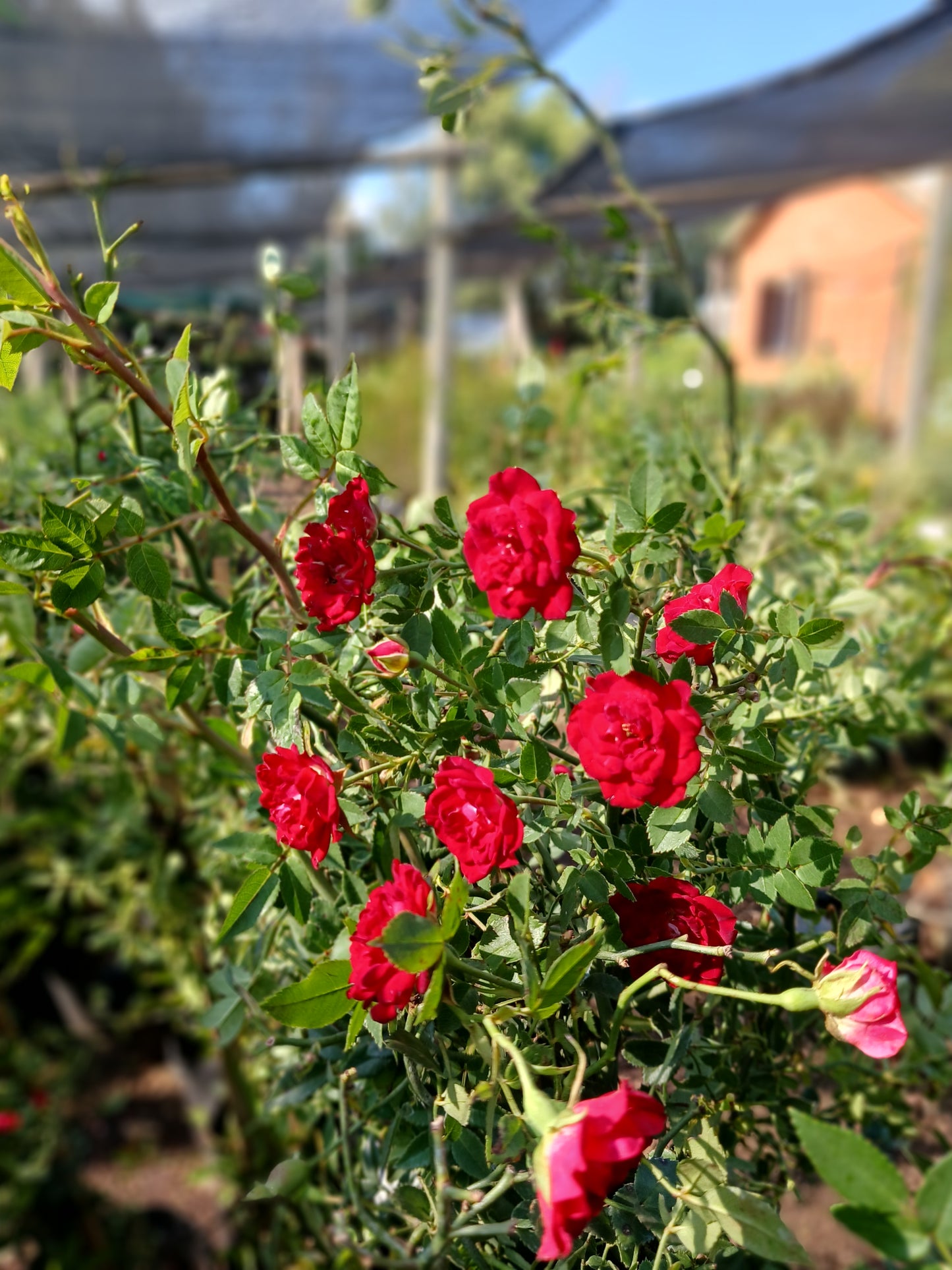 Red Climbing Rose - 10L