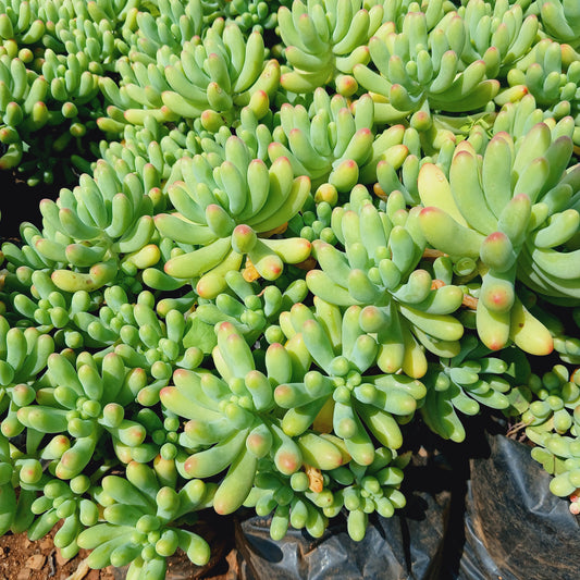 Sedum pachyphyllum 'Many Fingers' Blue 3L