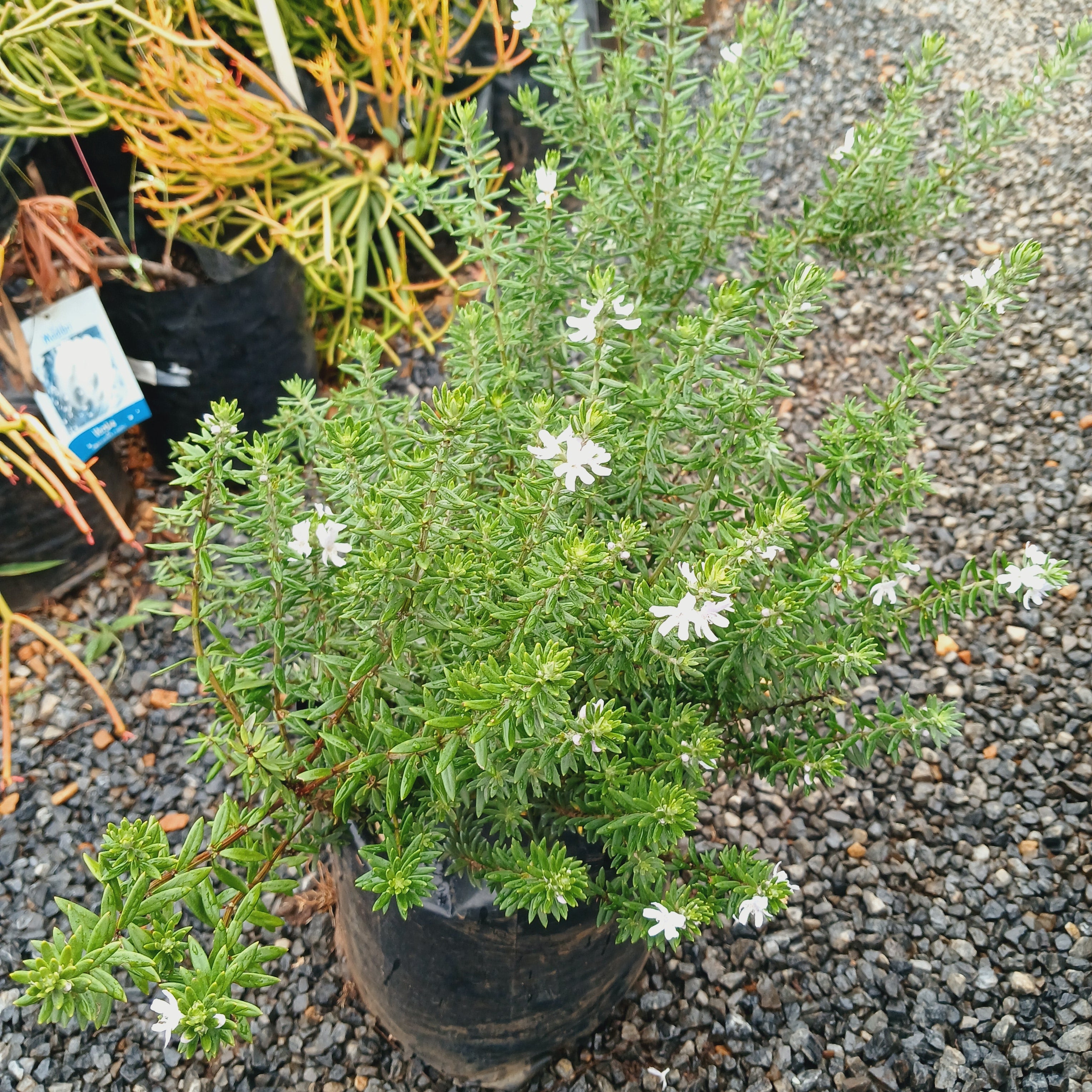 Westringia Brevifolia White 10L