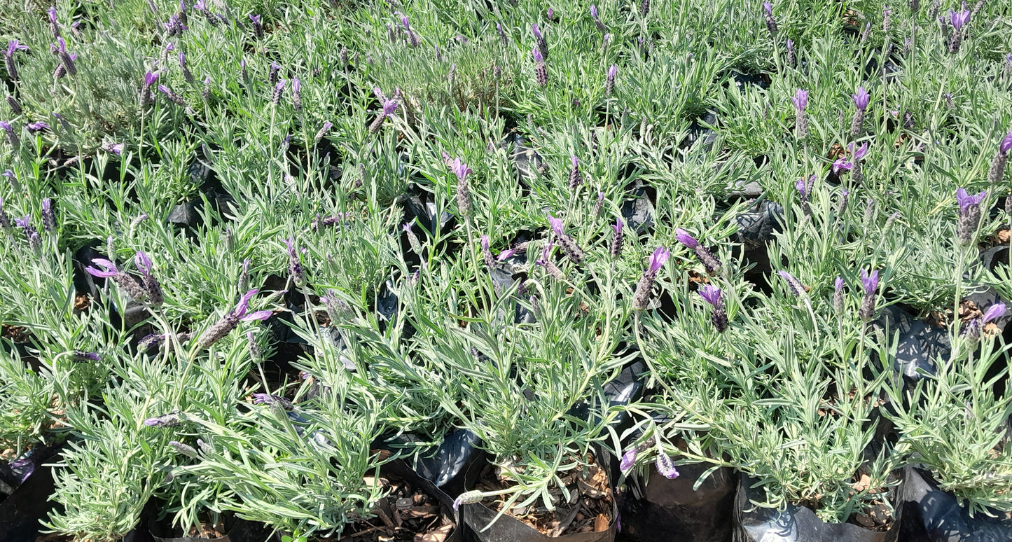 Lavender Stoecha Purple 2.5L