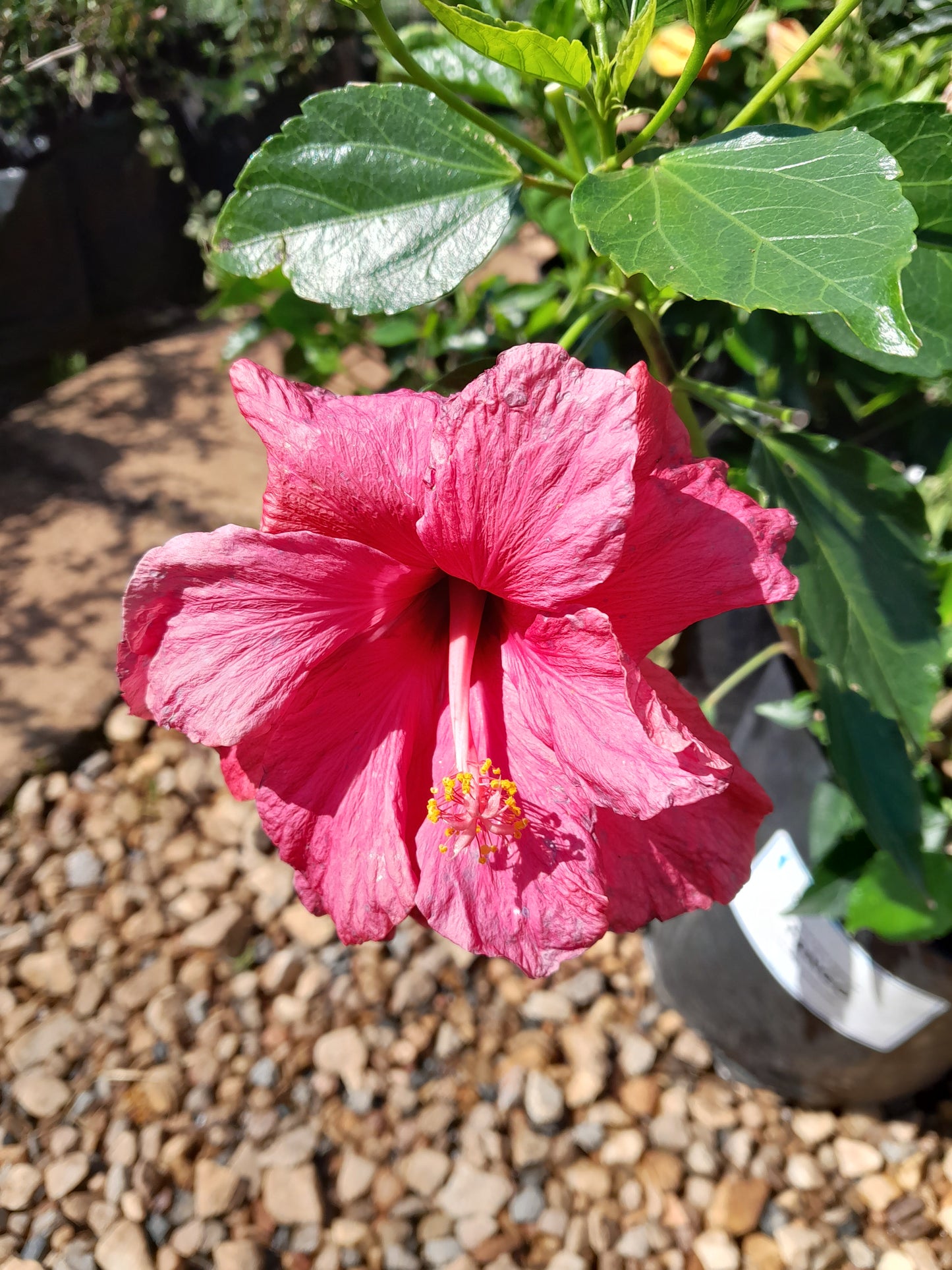 Hibiscus 10L - Various Colours