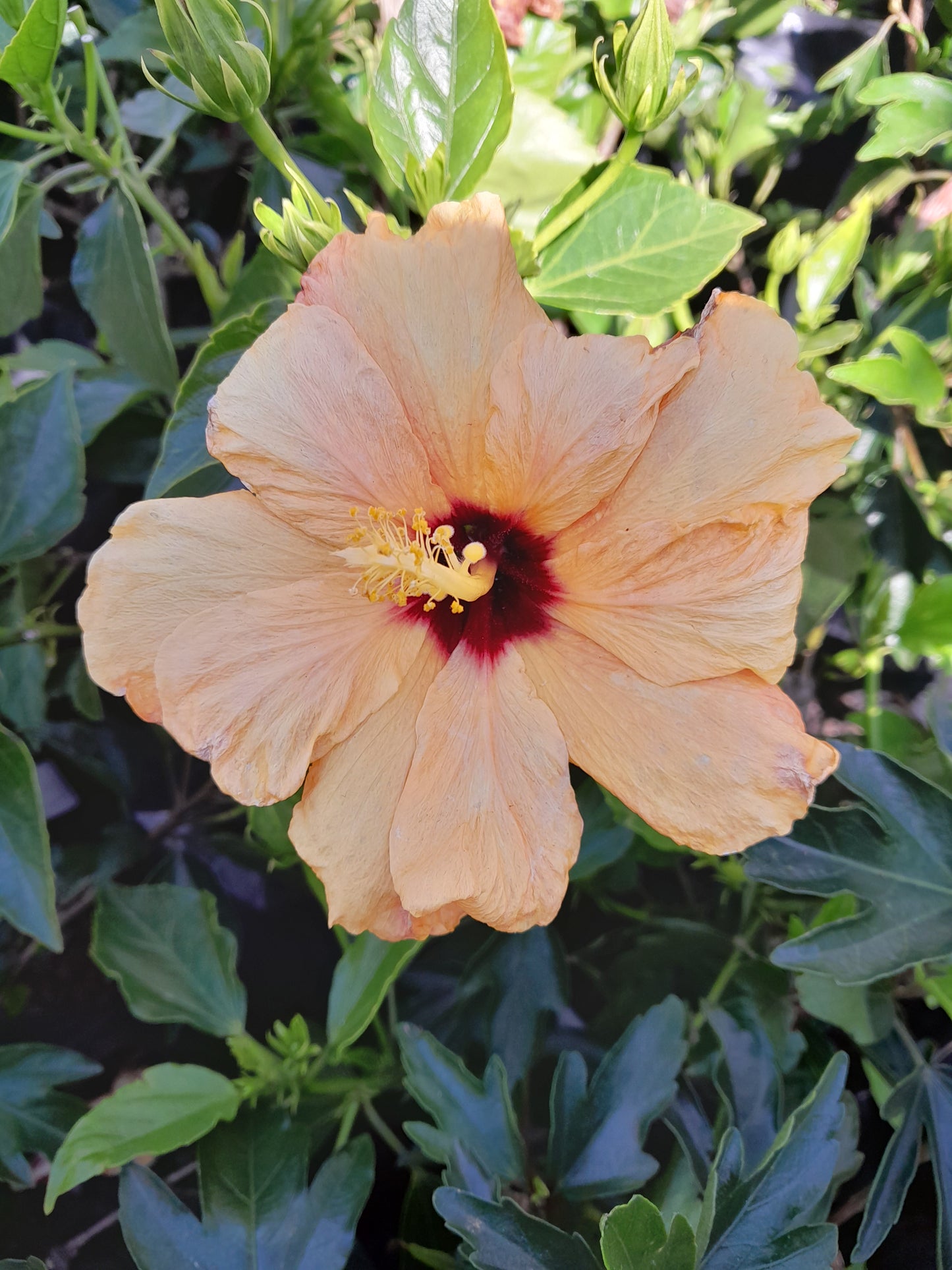 Hibiscus 10L - Various Colours