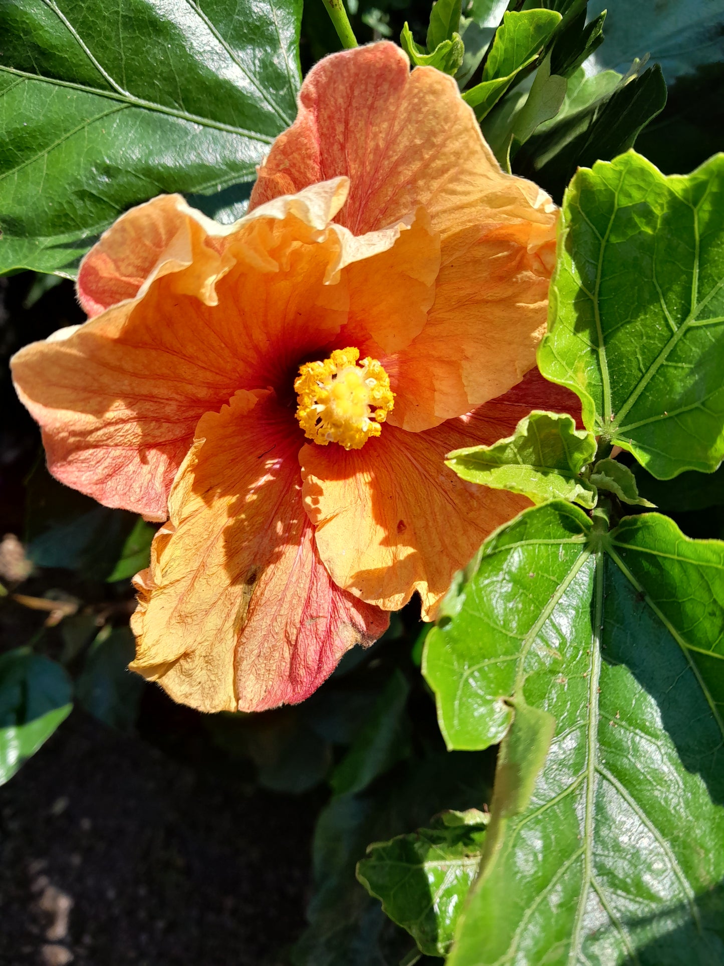 Hibiscus 10L - Various Colours