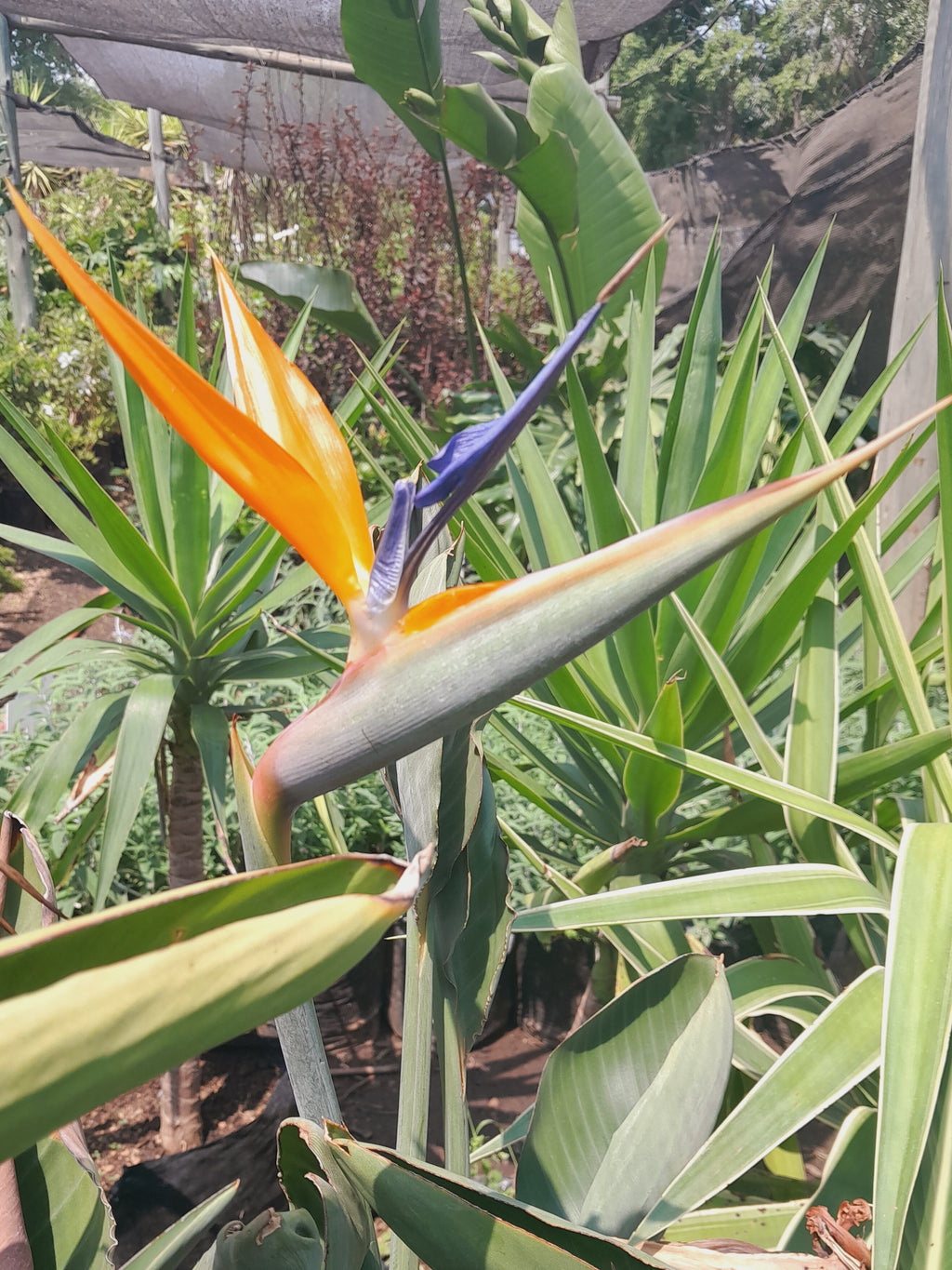 Strelitzia Reginae - Bird of Paradise