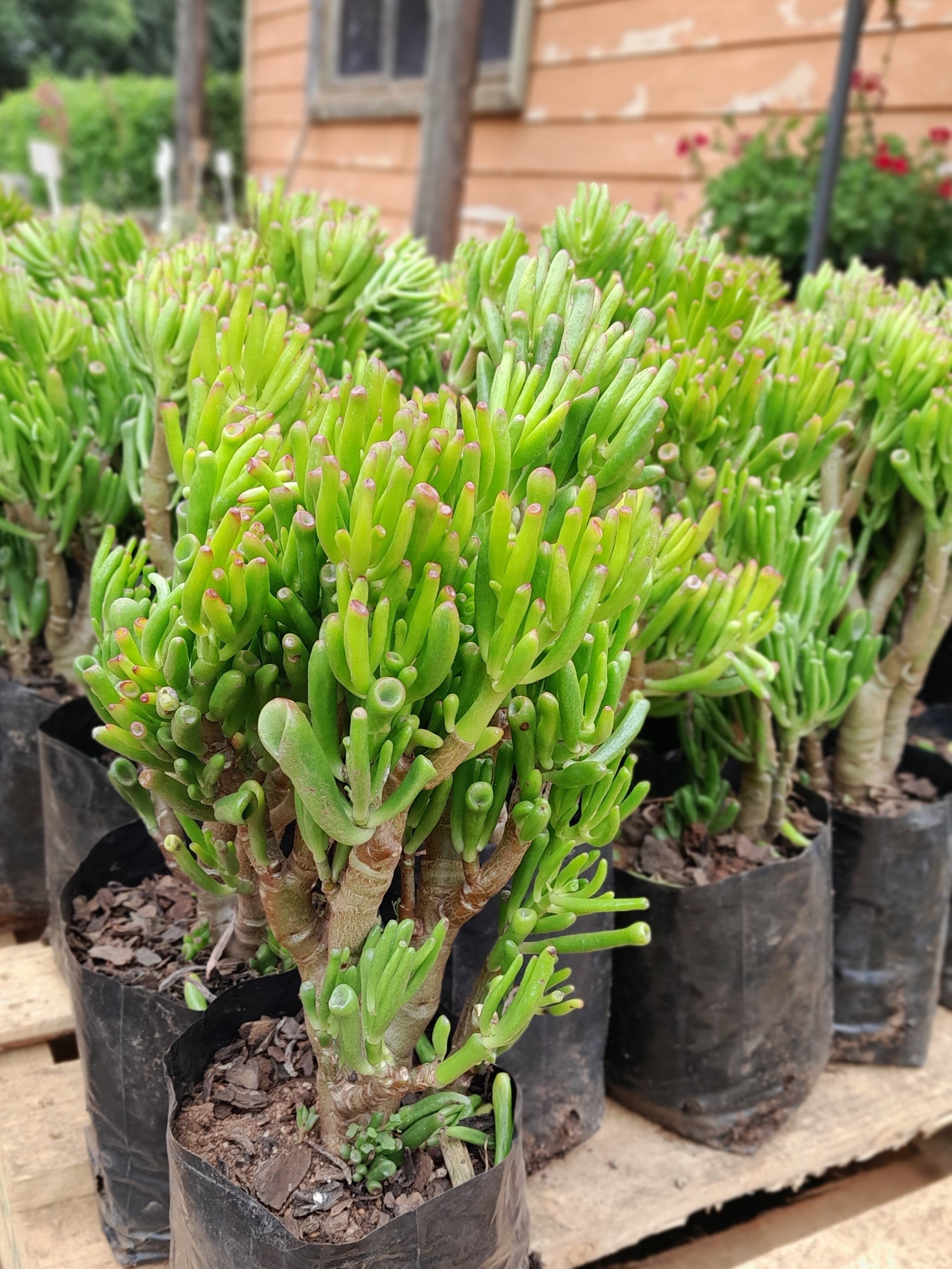 shrek's ear succulent Crassula Ovata 'Gollum'