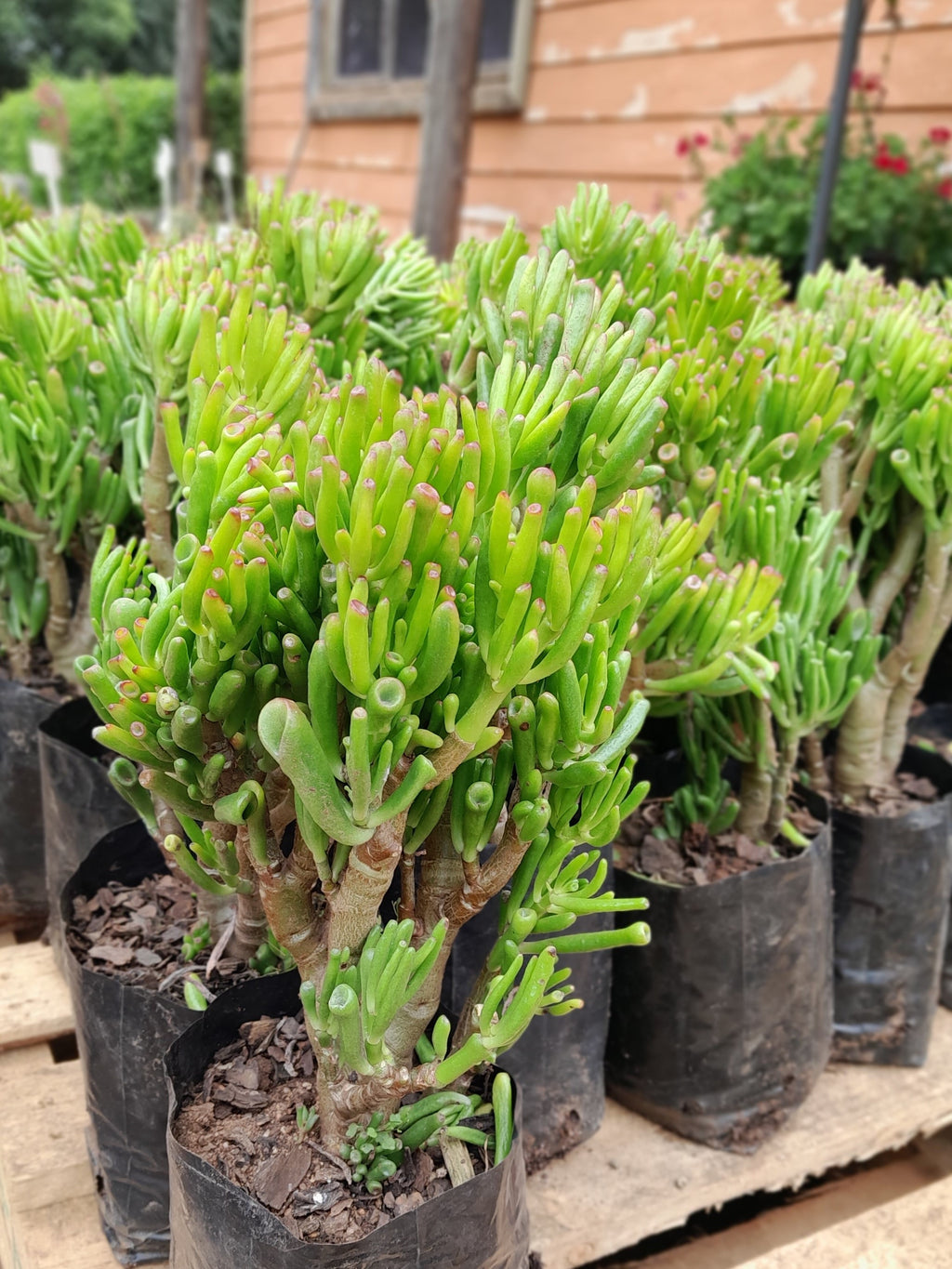 Crassula Ovata 'Gollum' - Shrek Ears 2,5L