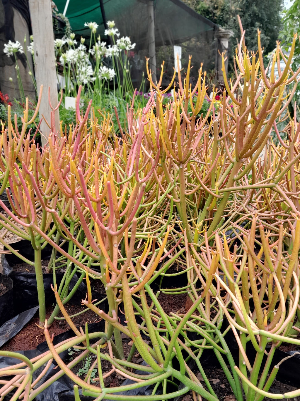 Euphorbia Tirucalli - Fire Sricks 10L