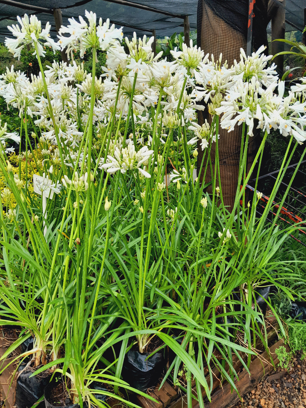 Agapanthus Praecox Nana White 4L
