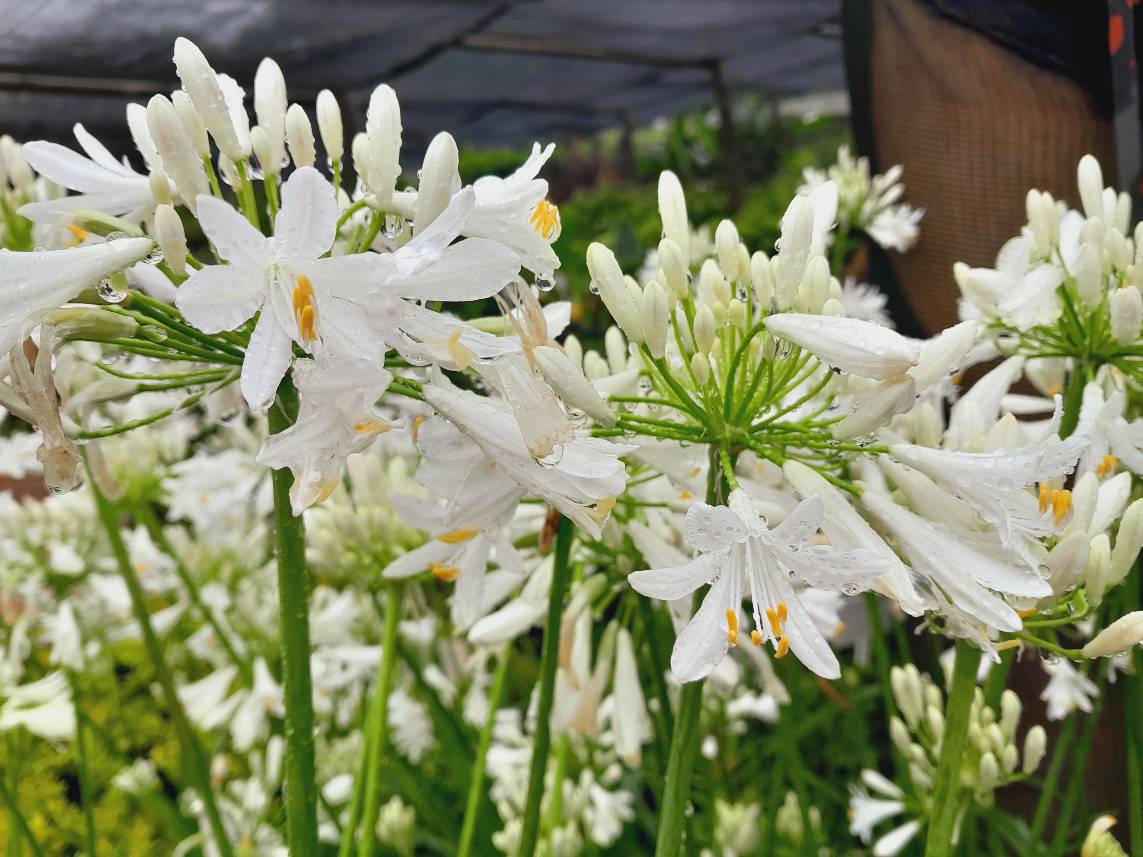 Agapanthus Praecox Nana White 4L