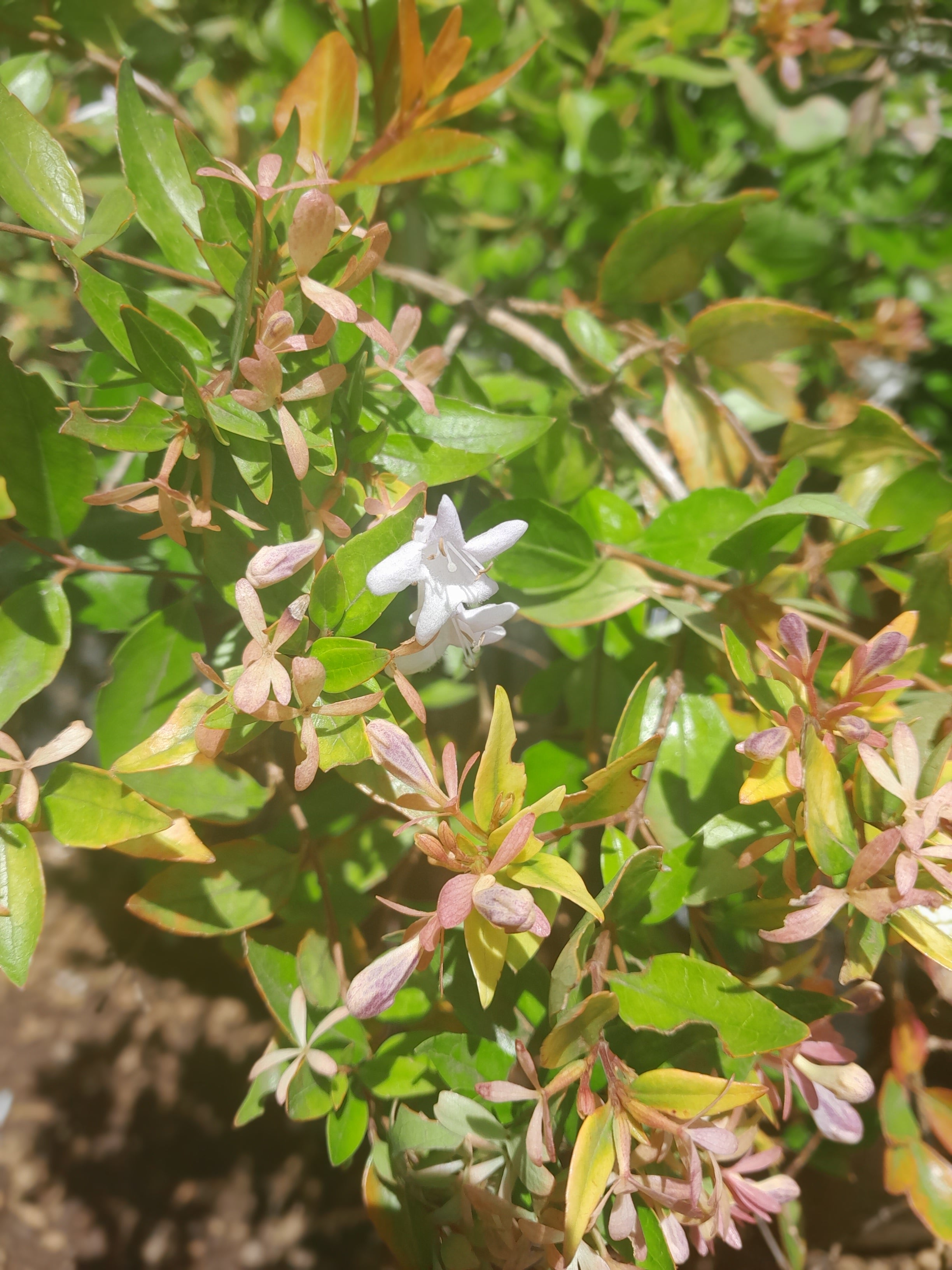 Abelia Francis Mason Flower 