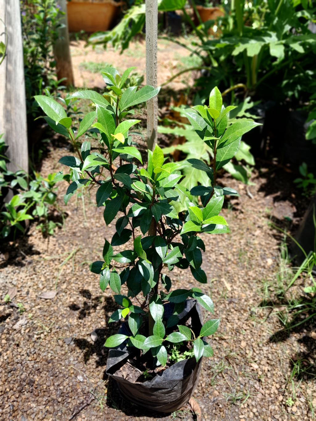 Trachelospermum Jasminoides - Star Jasmine
