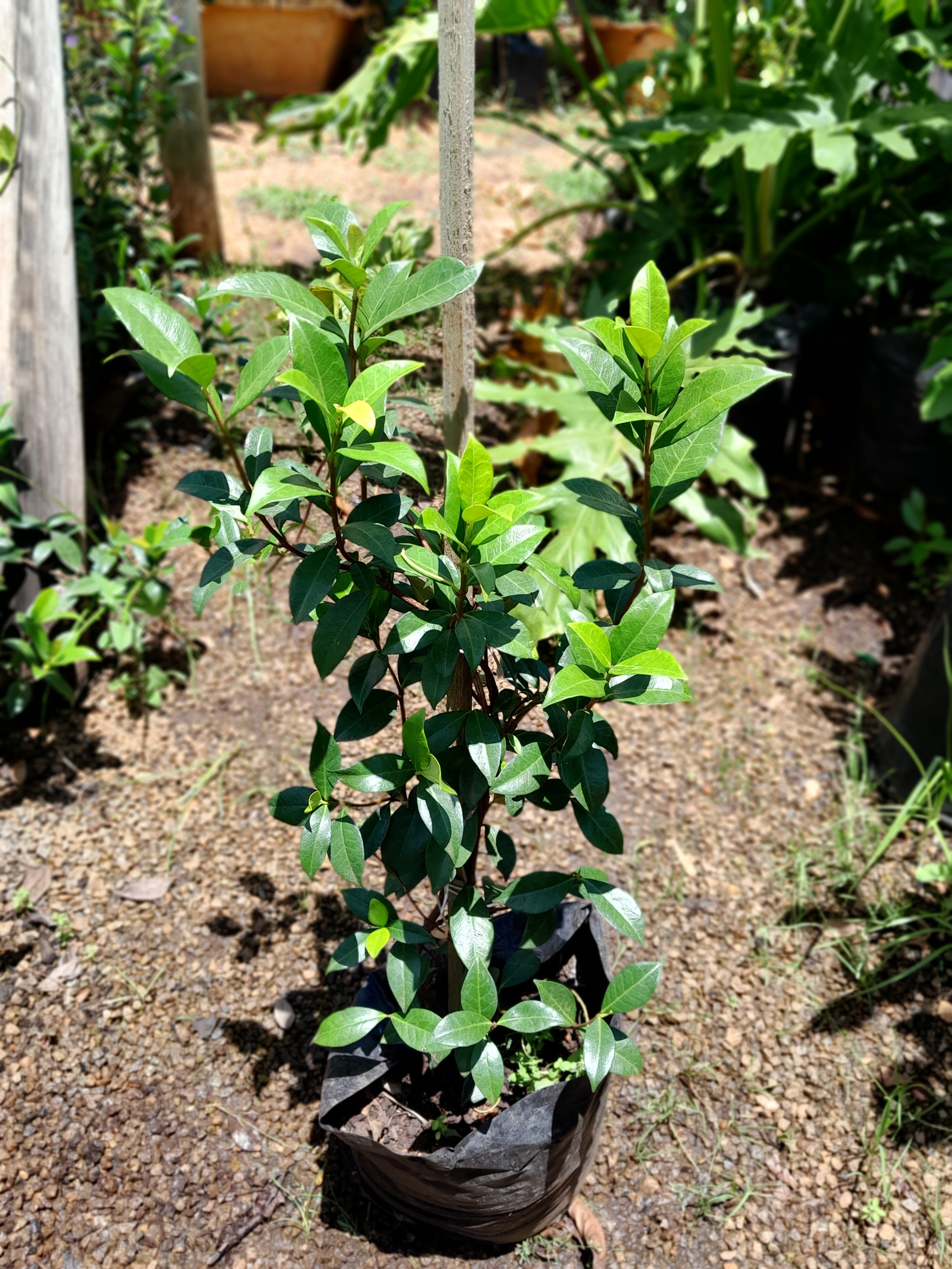 Trachelospermum Jasminoides - Star Jasmine